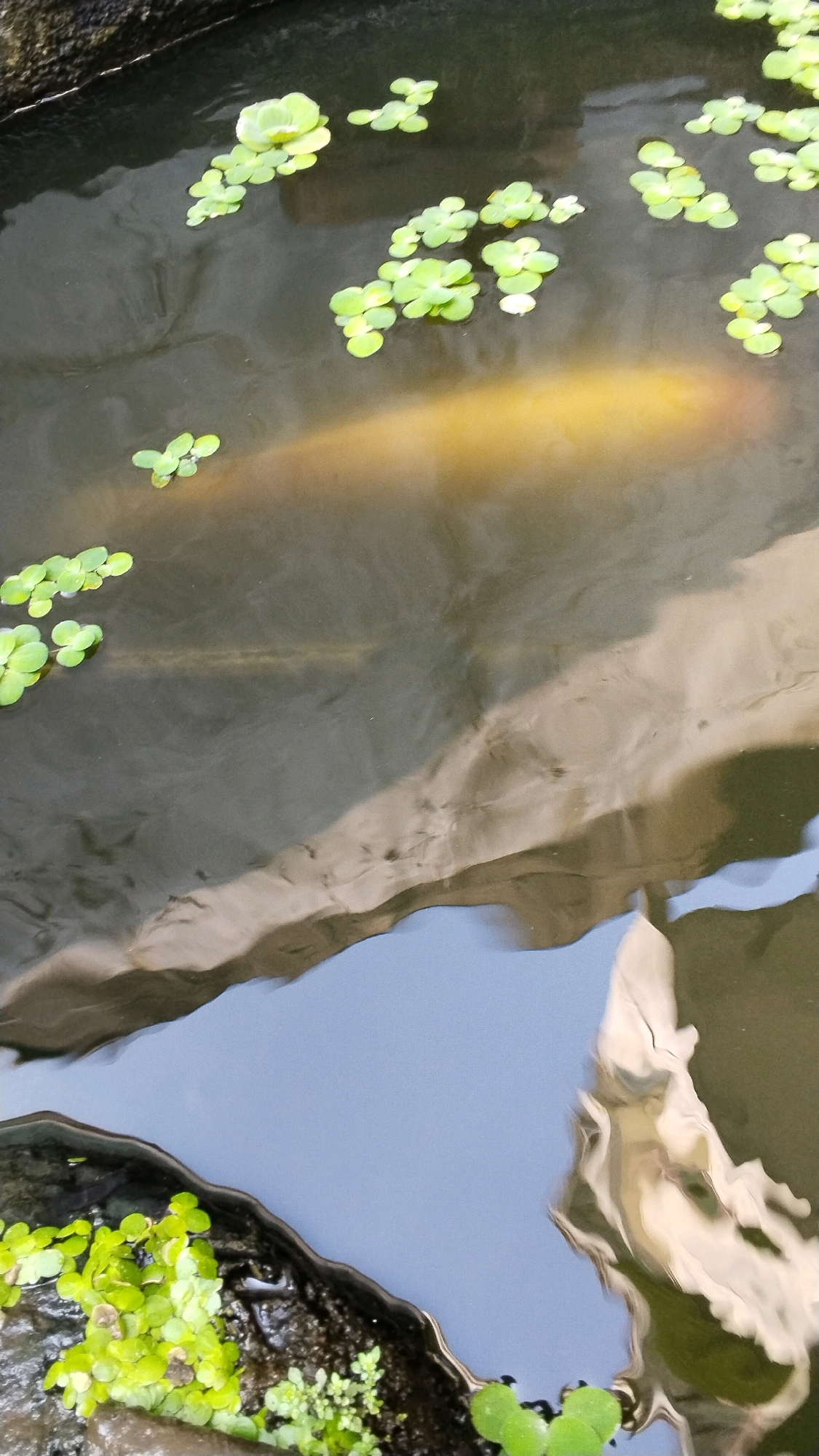 A blurred, long, yellow object, likely a fish, is submerged in dark water, partially obscured by a mass of green duckweed. The water's surface reflects the environment, showing lighter patches that suggest sunlight or surrounding objects. At the bottom left of the image, a dark, rough surface with more green aquatic plants is visible, bordering the water. The scene appears to be an outdoor pond or water feature. The image is oriented vertically and is likely a close-up shot.