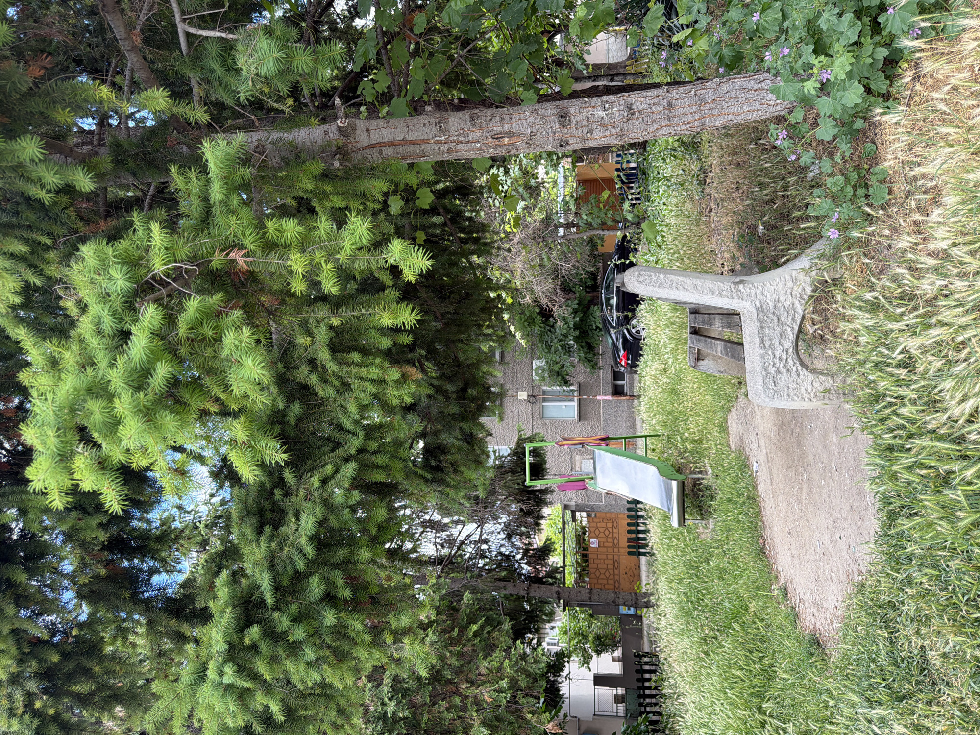 The image depicts a view of a small, overgrown urban playground area. A metal slide with a green frame stands in the middle ground, surrounded by tall, wispy green grass. To the right of the slide, a concrete bench with wooden slats for the seat and backrest is visible. Behind the playground equipment, a multi-story apartment building with grey brickwork and several windows is partially visible through the dense green foliage of several large trees. A dark colored car is parked near the building. A large tree with rough bark and low-hanging branches dominates the foreground on the right side of the image, its needles obscuring much of the sky. The scene appears to be located in Pazardzhik, Bulgaria.