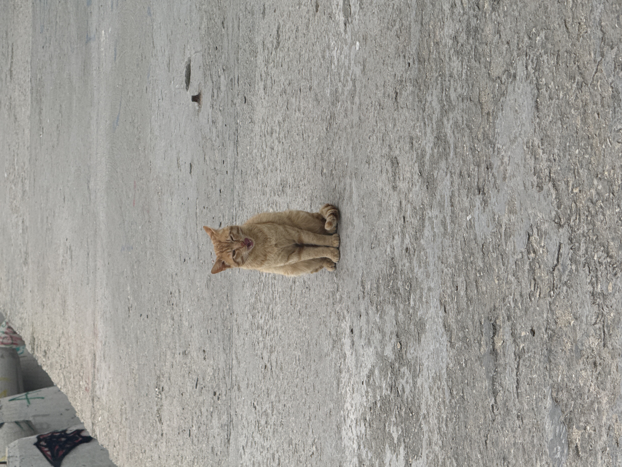 A ginger cat sits on a gray concrete surface. The cat is positioned in the center of the frame and appears to be yawning or vocalizing. A concrete structure is visible on the left edge of the image. This is likely in Varna, Bulgaria.