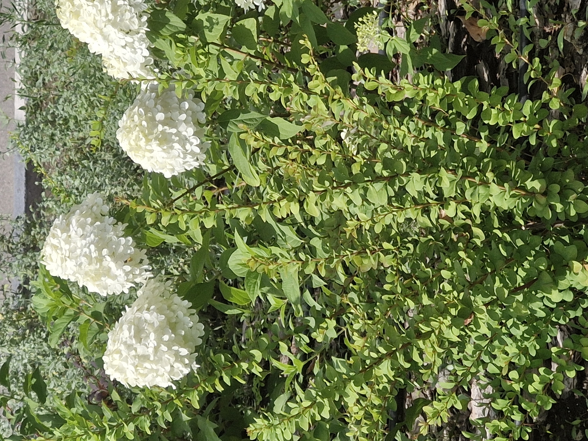 The image depicts a close-up view of a garden with several white hydrangea flowers in bloom. The flowers are spherical and made up of many small petals. They are surrounded by lush green foliage, with some leaves appearing slightly wilted. The background is a blur of more greenery and what appears to be mulch or wood chips on the ground. The lighting suggests it is daytime, with sunlight filtering through the leaves and illuminating the flowers. There are no people or animals visible in the frame. The scene is peaceful and natural, indicative of an outdoor garden setting. There is no identifiable information within the image that would suggest a specific location in Kokshetau, Kazakhstan.