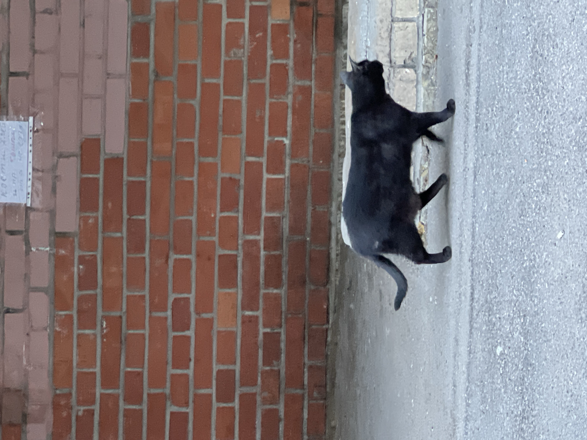 A black cat walks along a concrete sidewalk in front of a red brick building. The building has a portion of lighter colored bricks at the top, and a sign is attached to the upper section of the wall. The sidewalk is rough and textured, and there is a slight shadow cast by the cat. The scene appears to be outdoors, likely in an urban or suburban setting, with no other people or animals visible. The overall lighting suggests it is daytime. This location is in Sinyavino, Russia.