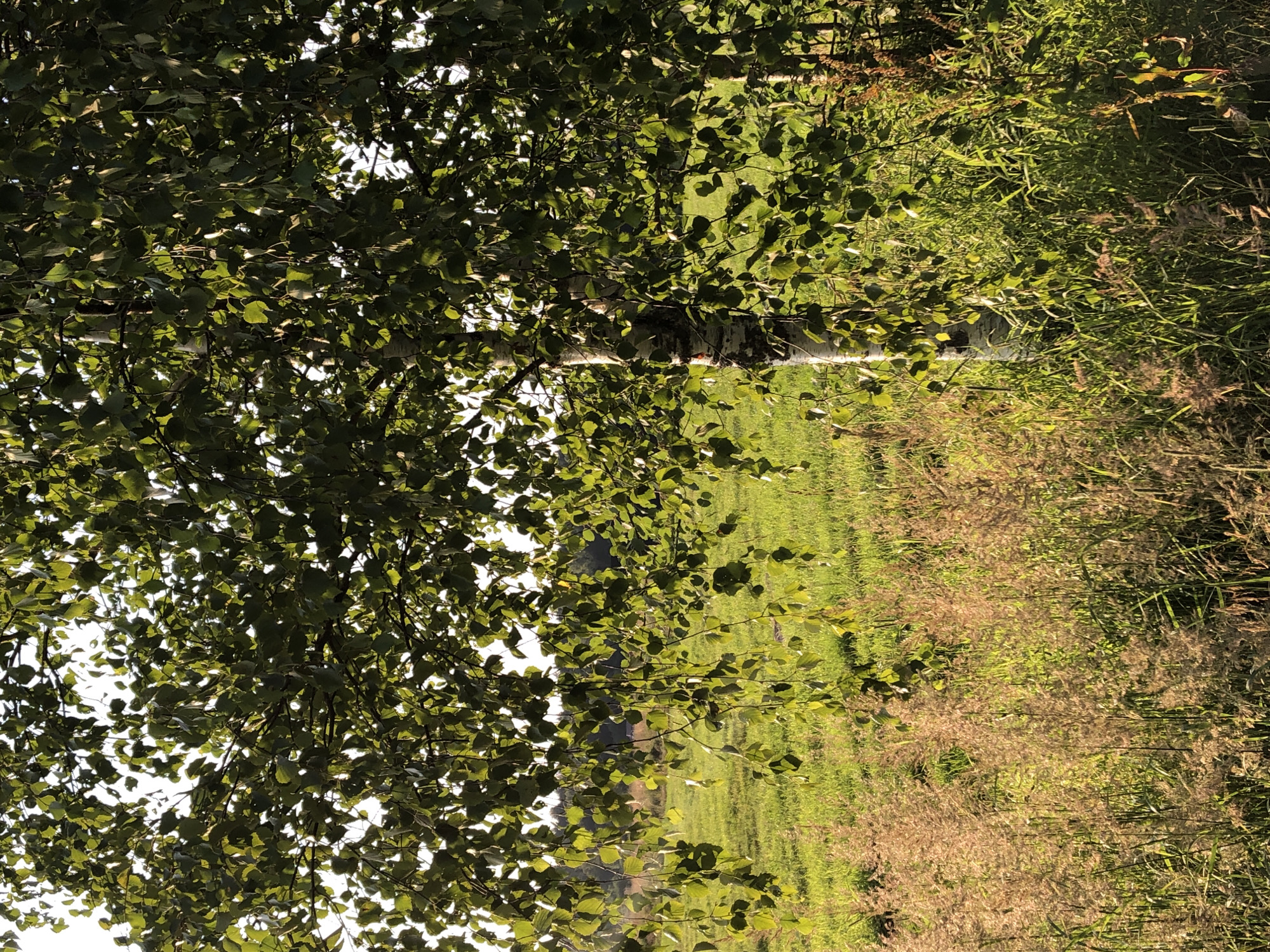 This image captures a sun-dappled natural scene, likely in a rural or park setting, and does not provide any identifiable elements or landmarks that would allow for a specific location within the city of Makeikha, Russia, or any other city.
The foreground is dominated by a birch tree with its characteristic white, black-marked bark. The tree's branches, laden with green leaves, extend towards the viewer, with some branches and leaves hanging downwards, creating a natural curtain effect. The leaves are illuminated by sunlight, with some areas appearing brighter than others due to the dappled light.
Behind the tree, a grassy field stretches into the background, also bathed in sunlight. The grass is lush and green, with hints of yellow and brown in some areas, suggesting a natural meadow or pasture. In the very far distance, a line of trees forms a dark silhouette against the sky, suggesting a forest edge or a distant treeline.
In the lower part of the image, in front of the grassy field and around the base of the birch tree, there is a dense growth of taller, dry grasses and weeds. These plants have a reddish-brown, feathery appearance and are interspersed with green grasses.
The overall impression is one of a peaceful, sunlit natural environment, likely during the late afternoon or early evening, given the warm quality of the light. There are no people, animals, or man-made structures visible in the image.
