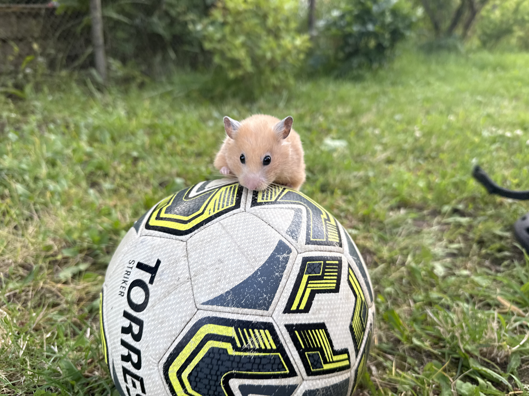 In Pastavy, Belarus, a small, light brown hamster is perched on top of a soccer ball outdoors. The hamster is facing forward, with its paws resting on the ball. The soccer ball is white with black and yellow accents and has the brand name "TORRE STRIKER" printed on it. The scene is set on a grassy area, with blurred green foliage and trees in the background, suggesting a park or a backyard. The lighting indicates it is daytime.