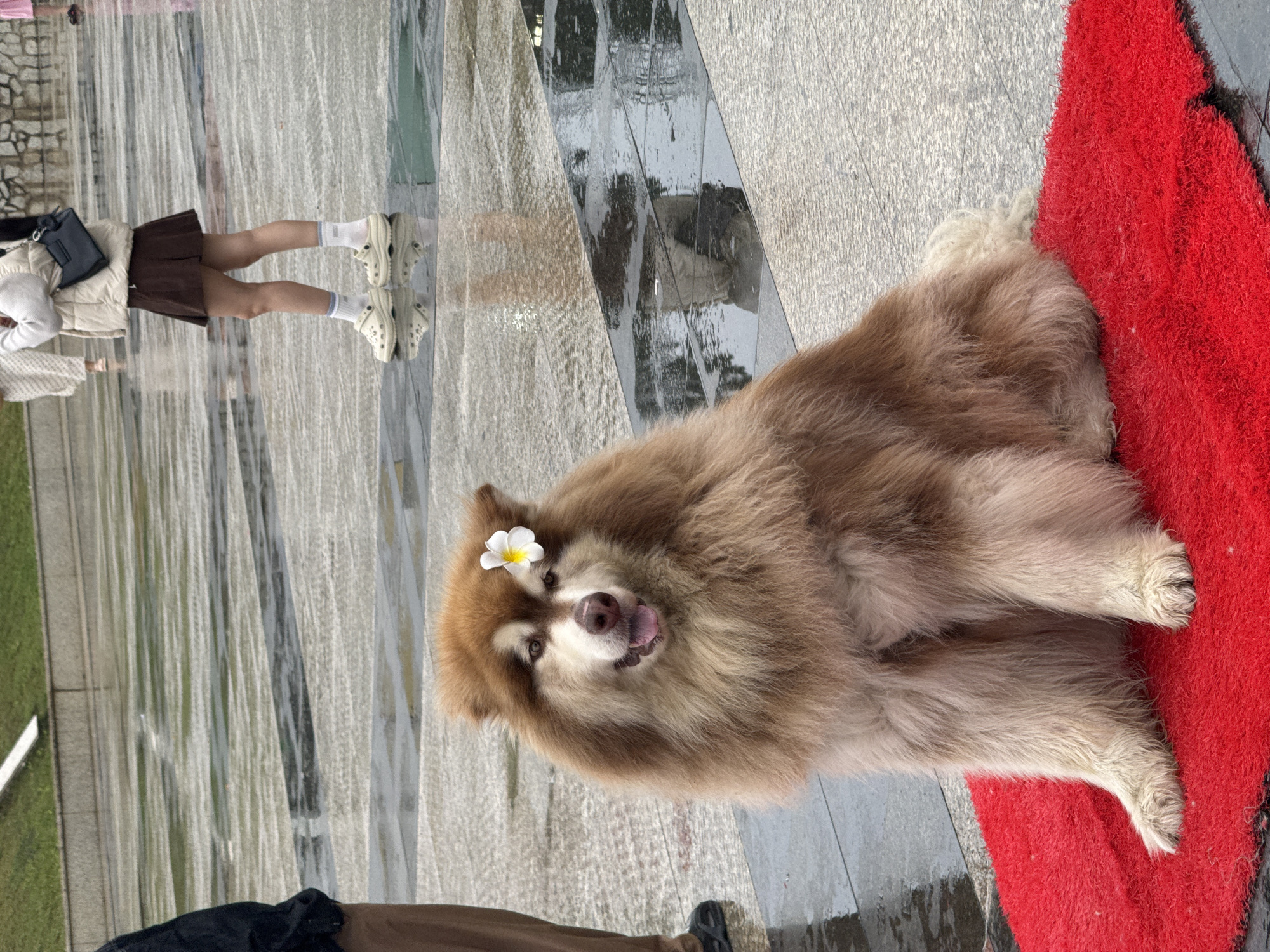 A medium-sized, tan and brown dog, possibly an Alaskan Malamute, sits with a white flower behind its ear, tongue slightly protruding. The dog is on a red mat, which is placed on a gray paved surface with streaks of water or wetness. In the background, a person wearing a brown skirt, white socks, and light-colored clogs stands. Beyond the person is a textured, gray surface. Lower portions of two other people wearing darker clothes are visible in the foreground. The setting appears to be in an urban outdoor area, possibly in the city of Da Lat, Vietnam.
