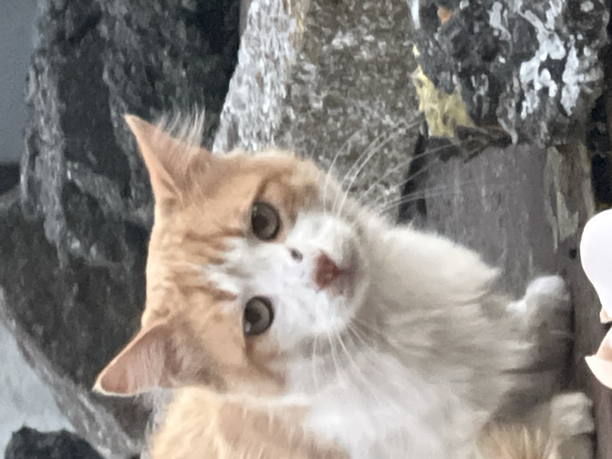 An orange and white cat is pictured close-up in an outdoor setting, with a background of large, dark gray rocks. The cat's head is turned slightly to its left, and it is looking directly at the camera. Its ears are pointed upwards, and its eyes are visible. There is a small, dark marking on its nose. The cat appears to be sitting or resting among the rocks. The overall environment suggests an urban or semi-urban area with natural elements. The image does not contain any elements that can be specifically linked to Tvarditsa, Bulgaria.