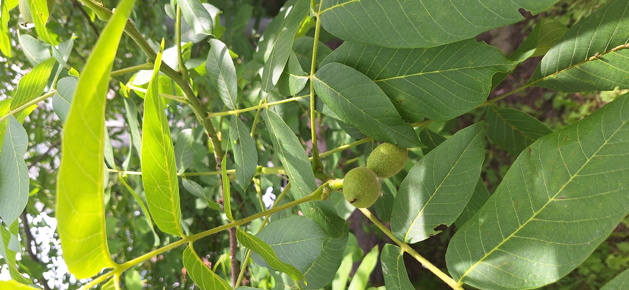 This media file is a close-up, slightly tilted shot of a tree branch with large, green leaves and two small, unripe walnuts. The leaves are ovate with serrated edges and prominent veins. The walnuts are round and covered in a fine fuzz. The branch is woody with small hairs along its surface. The background is a blur of green foliage and hints of sunlight filtering through. The overall impression is one of natural growth and the early stages of fruit development. The lighting suggests it is daytime, likely under natural sunlight, with some dappled shadows. No people, text, or specific event are visible. The location context provided is Bila Tserkva, Ukraine.