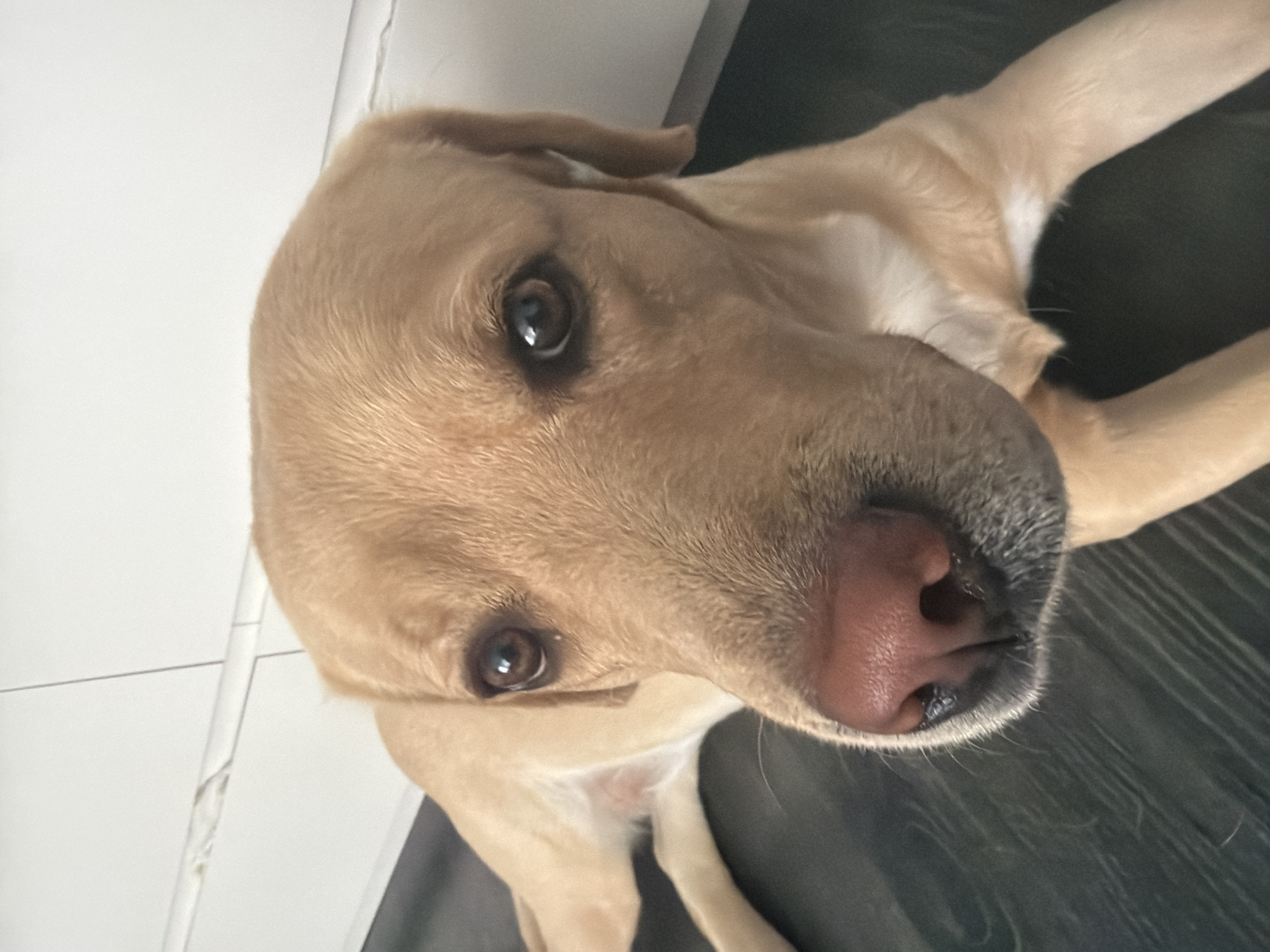 A close-up, eye-level shot shows a tan Labrador Retriever lying on a dark, possibly wood-grain floor. The dog's head is the primary focus, positioned slightly to the left of the frame. Its eyes are dark brown and appear attentive, looking directly at the camera. The dog's nose is a prominent feature, with a pink, textured surface and dark nostrils. Fine, light-colored whiskers are visible around its muzzle. The dog's fur is short and a uniform light tan color. Behind the dog, to the right, is a white, vertical surface, possibly a wall or cabinet, with faint horizontal lines suggesting paneling or drawers. The lighting is bright and even, illuminating the dog's face clearly. The scene appears to be indoors, in a domestic setting.