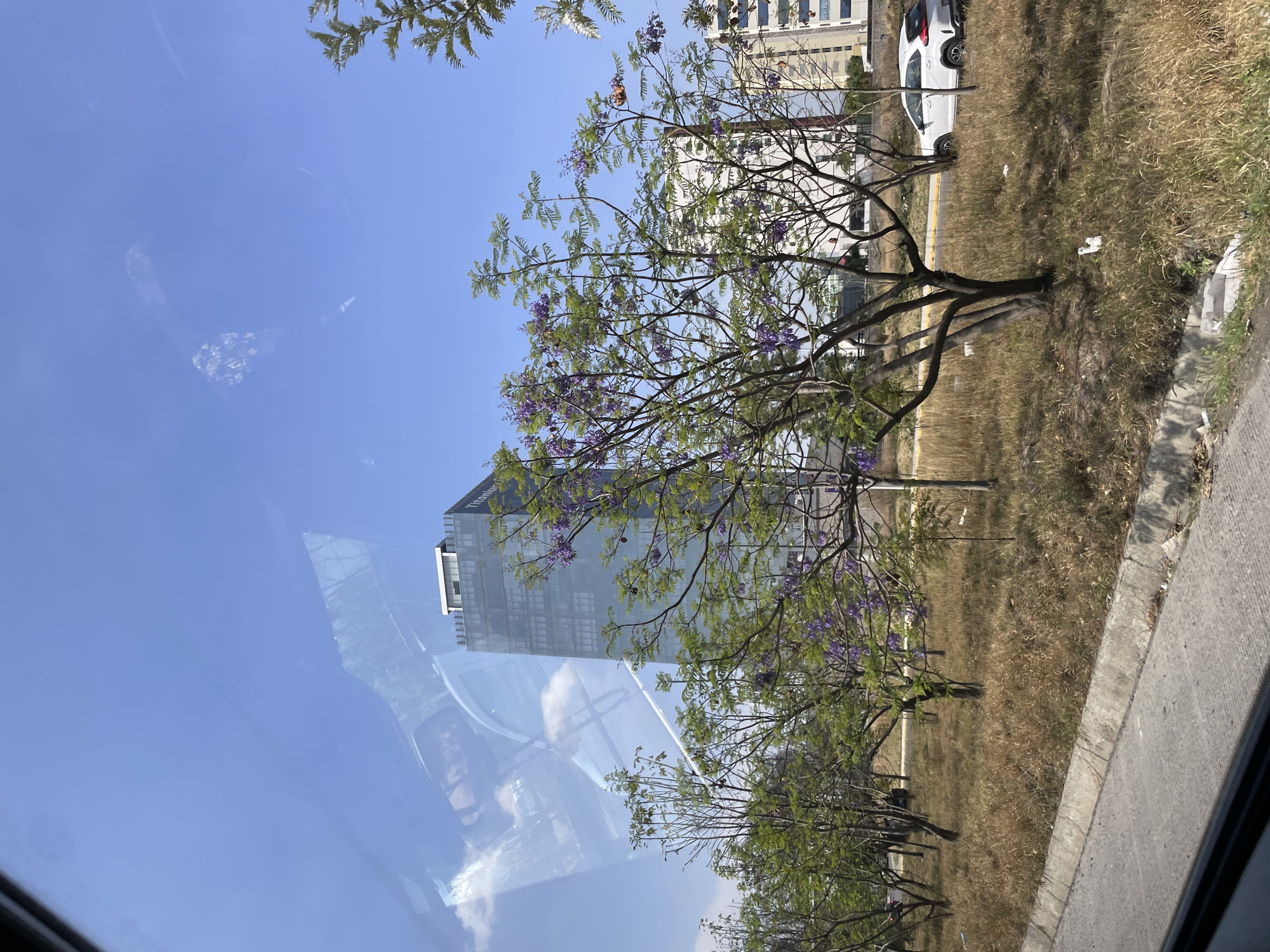 The image shows a view of a streetscape in San Bernardino Tlaxcalancingo, Mexico, seen through a car window. A tall, modern building is visible in the background, partly reflected in the car window. In the foreground, there are trees with purple flowers lining the street. The trees are planted in an area covered with dry grass. A white car is parked along the street. The sky is blue with a few clouds. A concrete curb and part of the car's interior are visible in the lower right corner of the image.
