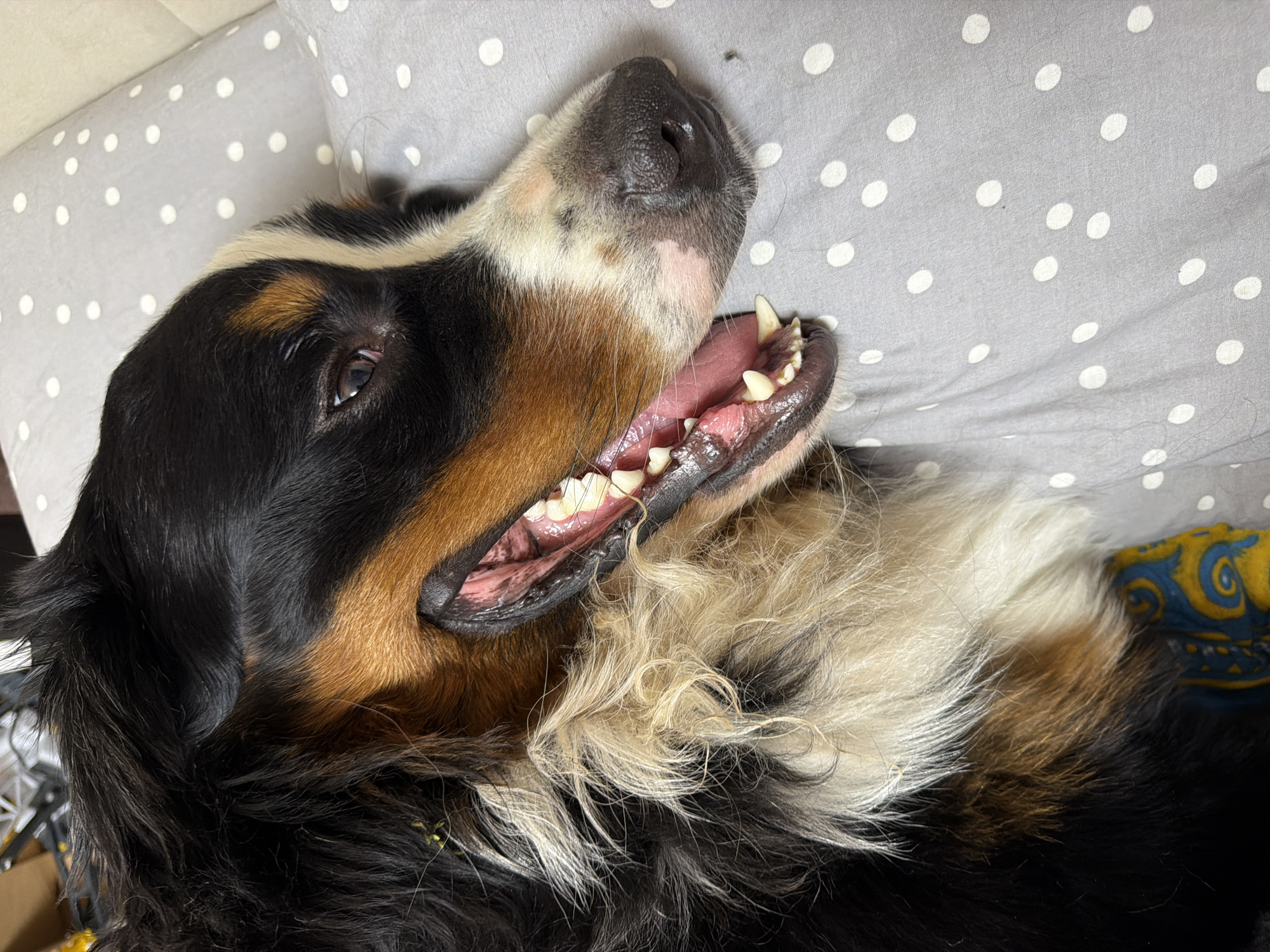 An overhead, close-up shot captures a Bernese Mountain Dog lying down with its mouth open, revealing its teeth and pink tongue. The dog's fur is a tri-color mix of black, brown, and white, with some strands appearing slightly damp or matted. A gray pillow with white polka dots is visible beneath the dog, and a patterned textile is partially visible at the bottom of the frame. The image appears to have been taken indoors, potentially in a residential setting. There is no indication of the specific location within Nakhabino, Russia.