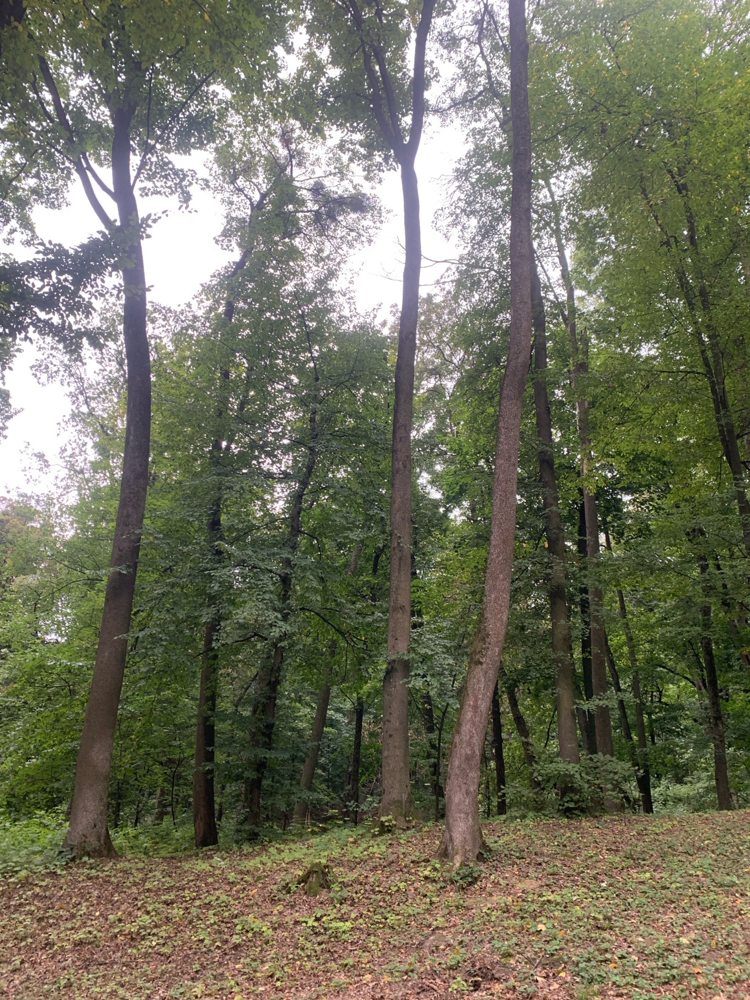This image depicts a dense forest scene with tall trees and a ground covered in fallen leaves and low-lying green plants. The trees have mostly dark, rough bark and their branches are laden with green leaves, creating a canopy overhead. Sunlight filters through the leaves, casting a dappled light on the forest floor. The overall impression is one of a natural, somewhat overgrown woodland. The image does not provide any specific visual cues to place it within the city of Lviv, Ukraine, or any other urban environment. There are no people, animals, or man-made objects visible in the frame. The scene is static and appears to be a candid shot of a natural landscape.