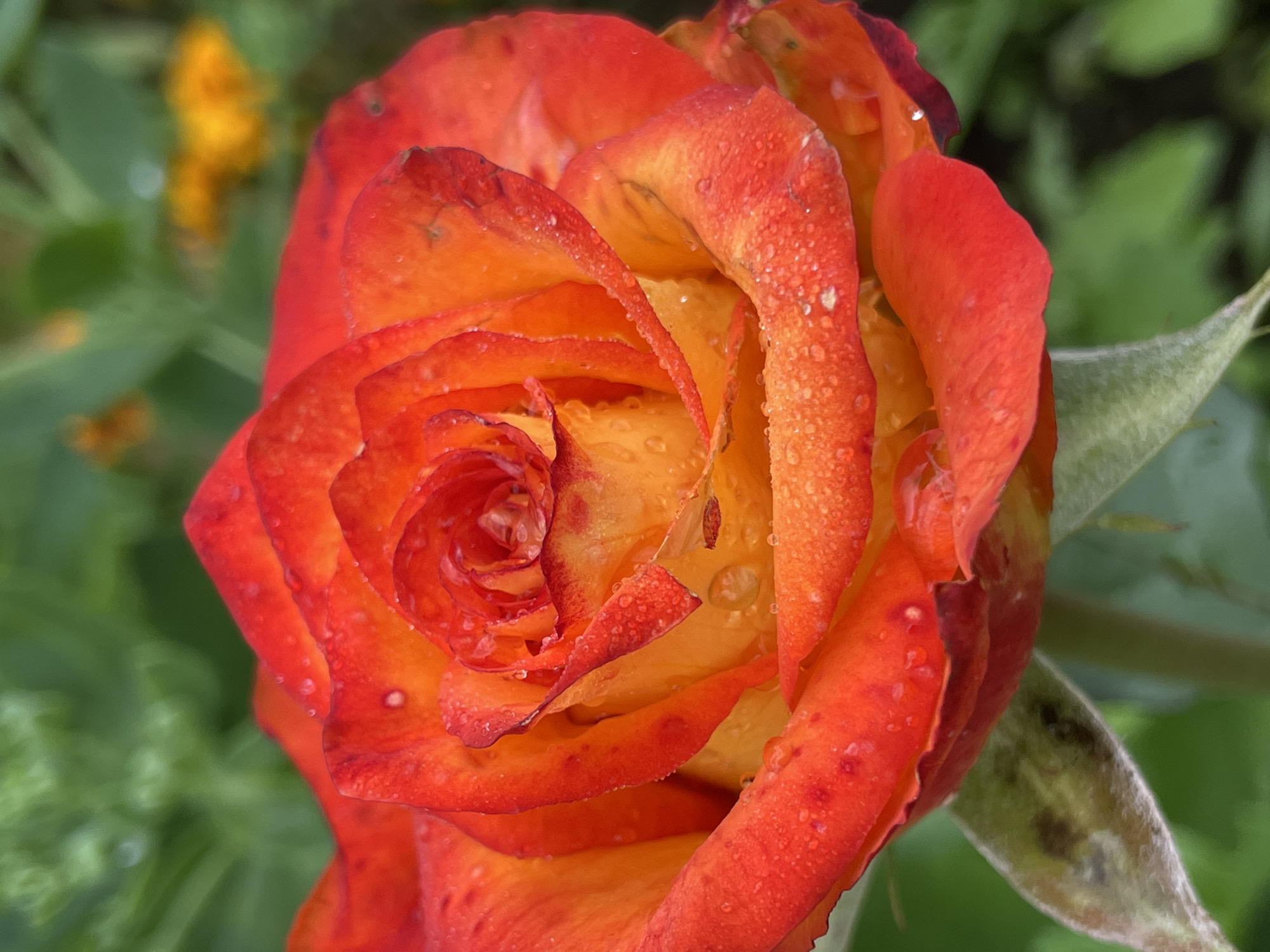 A close-up, vertical shot captures a vibrant orange and red rose with dew drops clinging to its petals. The rose is in full bloom, with its petals unfurling in a spiral pattern, revealing a deeper yellow hue at its center. The background is softly blurred, showing out-of-focus green foliage and a hint of yellow flowers. The image appears to be taken outdoors, possibly in a garden setting.