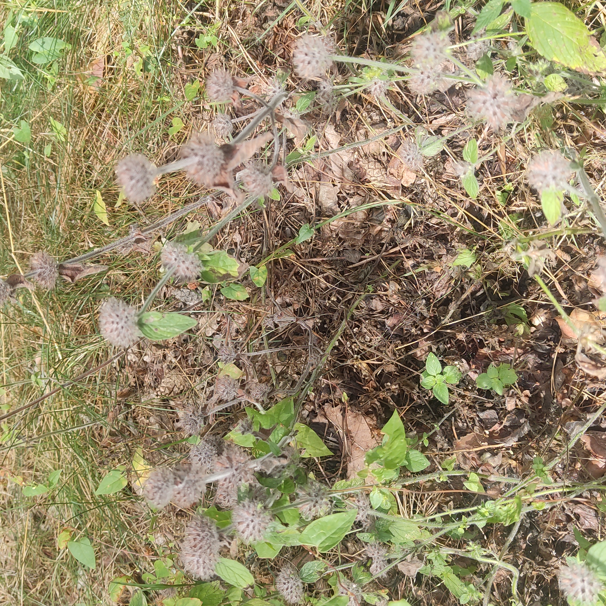 The image displays a close-up, high-angle view of a patch of dried brown grasses and leafy green plants with small, fuzzy, spherical seed heads. The seed heads are light brown and appear prickly or spiky. The plants are growing in what seems to be a natural outdoor environment, possibly a field or woodland area, given the dry vegetation and fallen leaves on the ground. The lighting suggests it is daytime, with the sun casting subtle shadows. No people or man-made objects are visible in the frame. The scene is static, with no discernible action taking place. The overall impression is one of a natural, somewhat overgrown, and dry landscape.