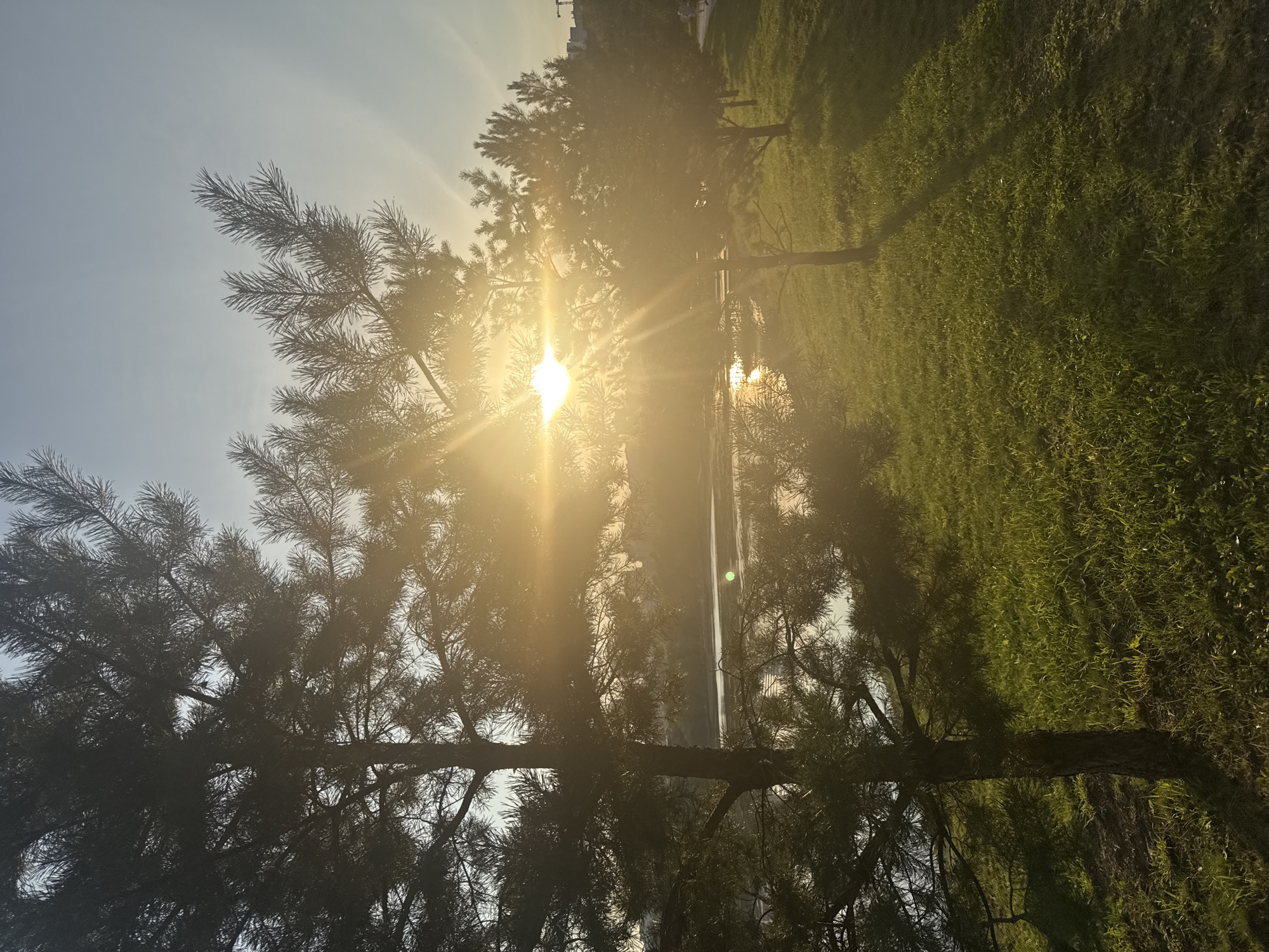 The image captures a sunset scene in Ufa, Russia, likely within a park or green space near a body of water. In the foreground, a mature pine tree with dark green needles dominates the left side, its branches silhouetted against the bright sky. To the right, a row of similar pine trees stretches into the distance, casting long shadows across a grassy slope. The sun, a brilliant orb, is low in the sky, positioned behind the branches of the central pine tree, emitting strong rays of light that create a lens flare effect and illuminate the scene with a warm, golden glow. Reflected sunlight shimmers on the surface of a calm body of water, possibly a lake or river, situated beyond the trees. The sky is a pale blue, gradually transitioning to a lighter hue near the horizon, with subtle atmospheric effects from the setting sun. The grass appears lush and well-maintained, suggesting a manicured public area. In the far background, the faint outlines of buildings and a construction crane are visible, indicating the presence of urban development on the periphery of the park. A few indistinct figures can be seen walking along a path on the right side of the image, suggesting the location is accessible to the public. The overall mood is serene and picturesque, characteristic of an evening spent outdoors in a natural setting within the city.