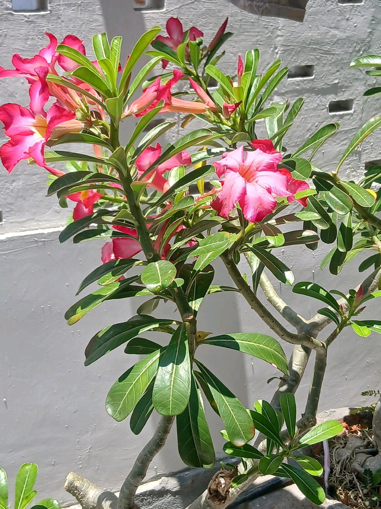 A close-up, eye-level, outdoor shot features a desert rose plant with vibrant pink flowers and green leaves, positioned in front of a textured, light-colored wall with rectangular cutouts. The sunlight casts shadows, highlighting the plant's structure and the wall's surface. The background wall appears to be part of a building, likely in an urban setting. Given the context of Gorontalo, Indonesia, the scene depicts common flora in a tropical climate. The plant is healthy and well-maintained, suggesting it is either in a garden or a well-kept yard. There are no people or animals visible.