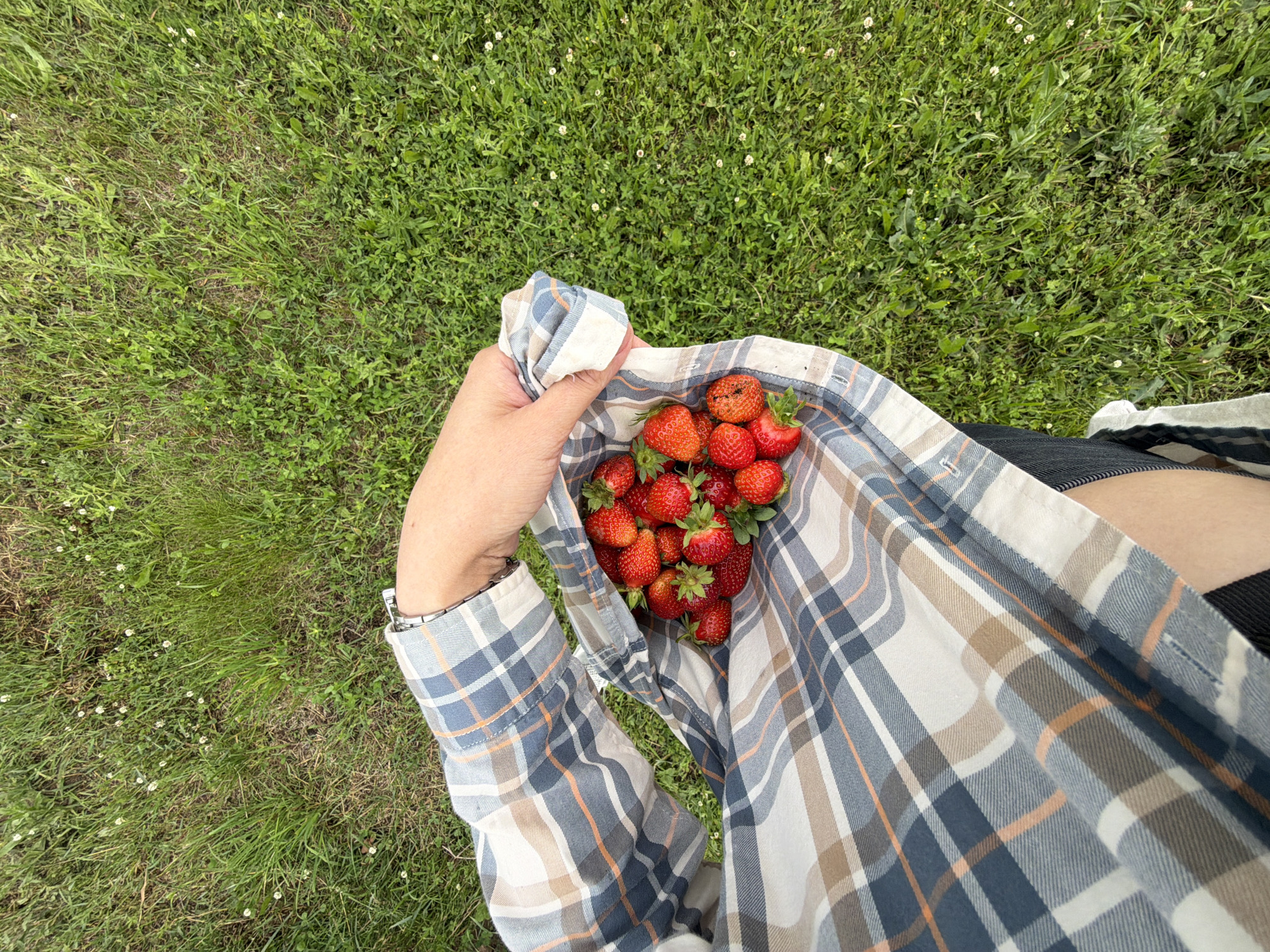 An overhead shot shows a person wearing a plaid shirt, holding a bunch of fresh strawberries. The person is standing or kneeling in a grassy area, which appears to be a park or field. The grass is green and speckled with small white flowers. The shirt has a pattern of blue, white, and brown plaid. The strawberries are bright red and appear ripe. The background is out of focus, but it is a continuation of the grassy area. The image does not provide enough information to determine the specific location within Chaikovsky, Russia.