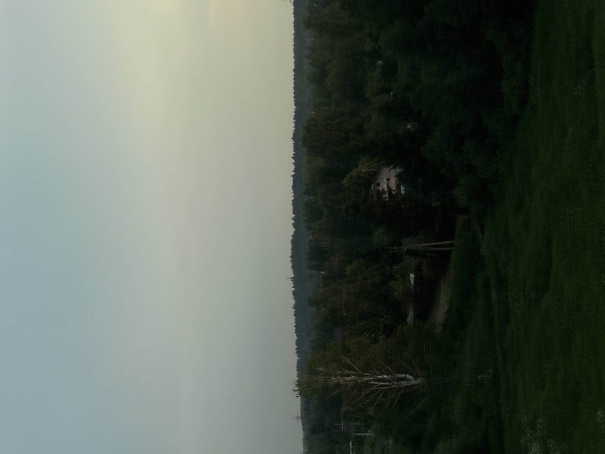 The image depicts a rural landscape in Golovkovo, Russia, characterized by a dense forest under a pale, overcast sky. In the foreground, a grassy field slopes gently upwards towards a line of trees. A tall, slender birch tree with white bark stands prominently in the middle ground, to the left of center. Behind it, a cluster of deciduous and coniferous trees forms a thick woodland. Partially visible amongst the trees are a few structures, including what appears to be a house with a reddish roof and some smaller buildings or sheds. Further in the distance, a long, dark line of trees stretches across the horizon, punctuated by tall, thin structures that may be power line pylons or radio towers. The overall impression is one of a tranquil, natural setting with signs of human habitation integrated into the landscape. The lighting suggests it is either early morning or late afternoon, with soft, diffused light. There are no people visible in the image.
