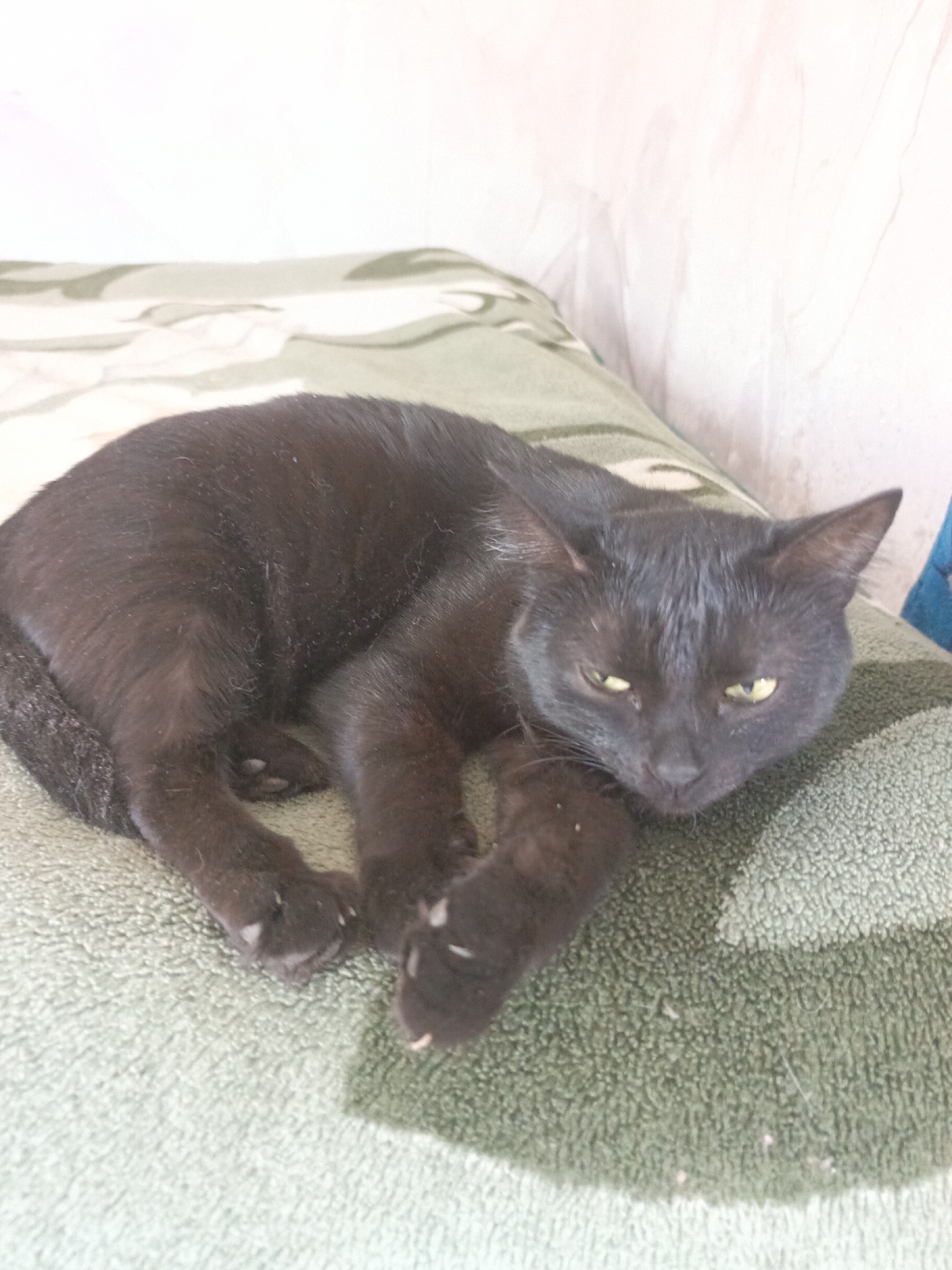 A black cat is lying on a green and white camouflage-patterned cushion. The cat is positioned on its side with its front paws extended and crossed. The cat has yellow eyes and appears to be resting or sleepy. The cushion is placed against a pale wall. The city location, Большой Букор, Russia, is extraneous information as it cannot be determined from the image.