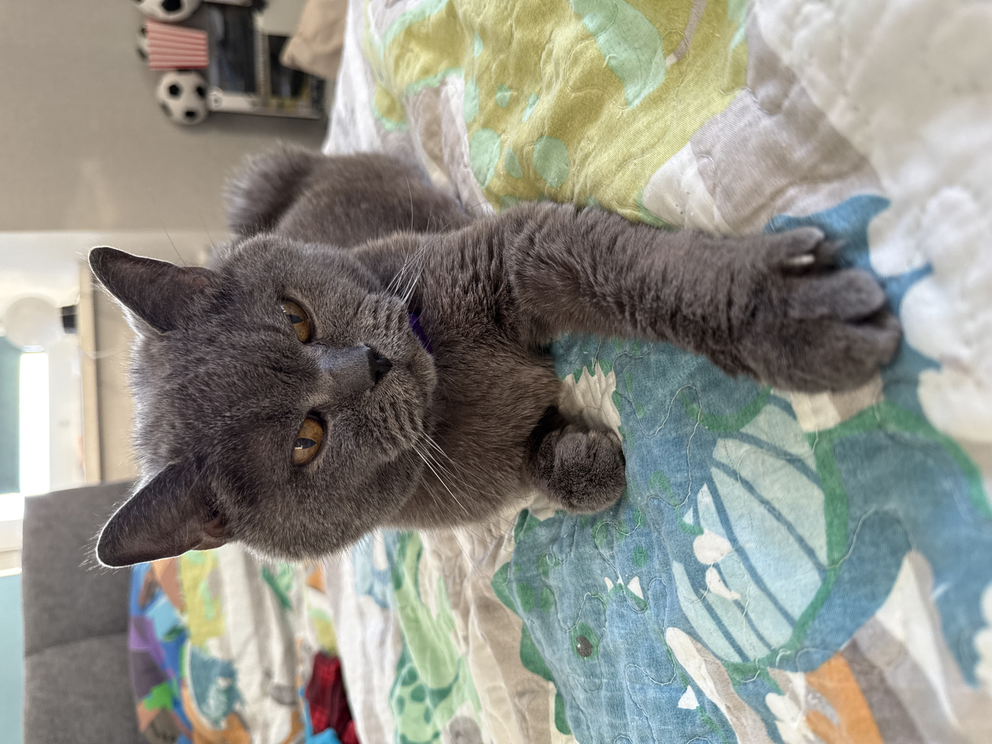 An adult, grey British Shorthair cat with amber eyes is lying on a colorful, patterned duvet with a dinosaur motif. The cat is positioned centrally, facing the viewer with its left paw extended forward. Its ears are perked up, and its whiskers are prominent. The cat is wearing a thin, purple collar. In the background, out of focus, is a headboard and a shelf with decorative soccer balls and popcorn containers. The lighting suggests an indoor environment with natural light coming from a window.