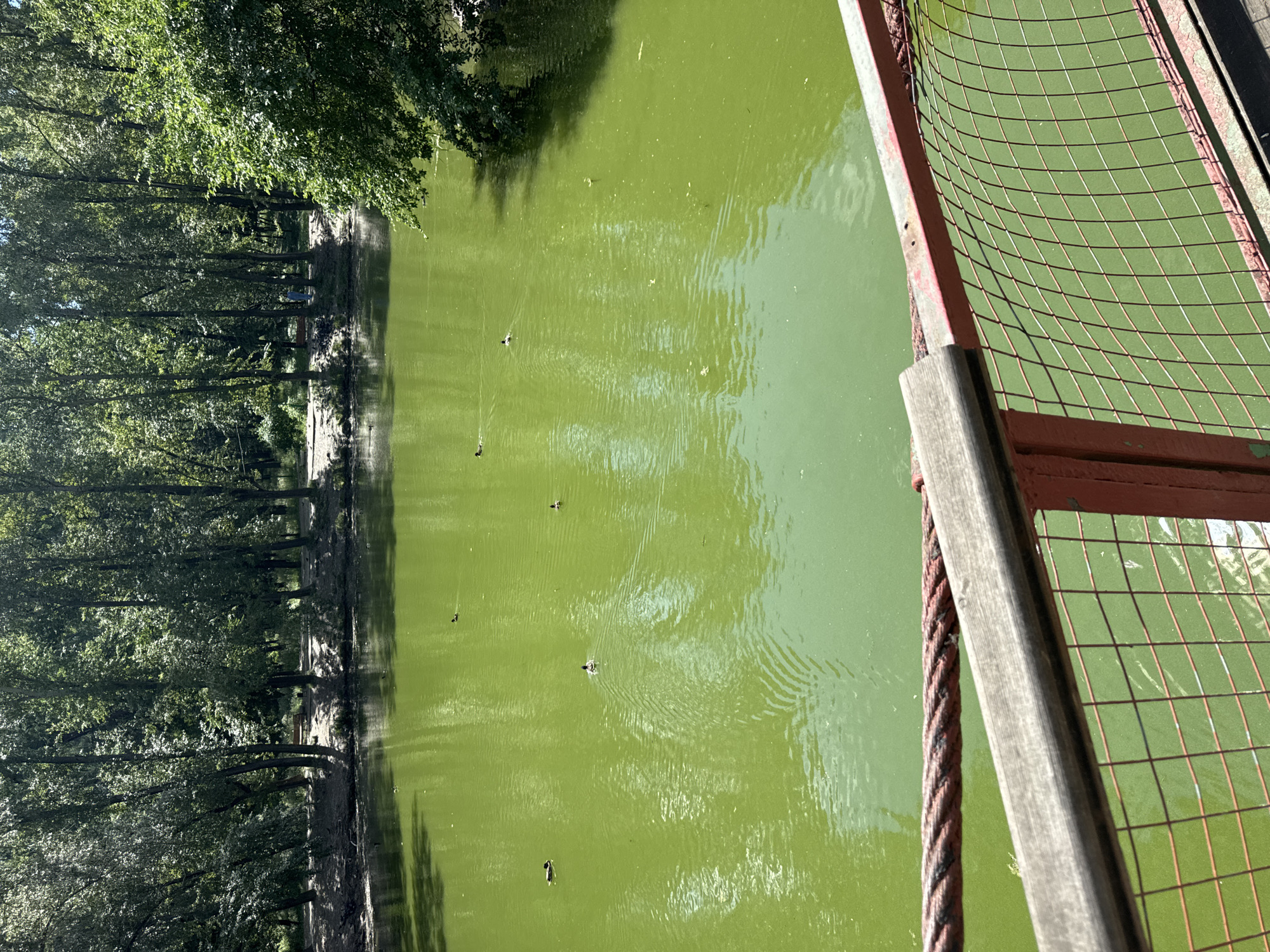 The image depicts a bright, sunlit scene of a tranquil pond in Yekaterinburg, Russia. The pond's water is a vivid, unnatural green, possibly due to algae or a treatment. Several ducks are dispersed across the water's surface, leaving subtle ripples behind them. In the background, a dense line of tall, leafy trees borders the pond, casting dappled shadows. A wooden and wire fence, with a thick rope running along its top, occupies the foreground, suggesting the viewpoint is from a bridge or elevated walkway overlooking the pond. The overall atmosphere is one of natural serenity, albeit with a peculiar coloration of the water.