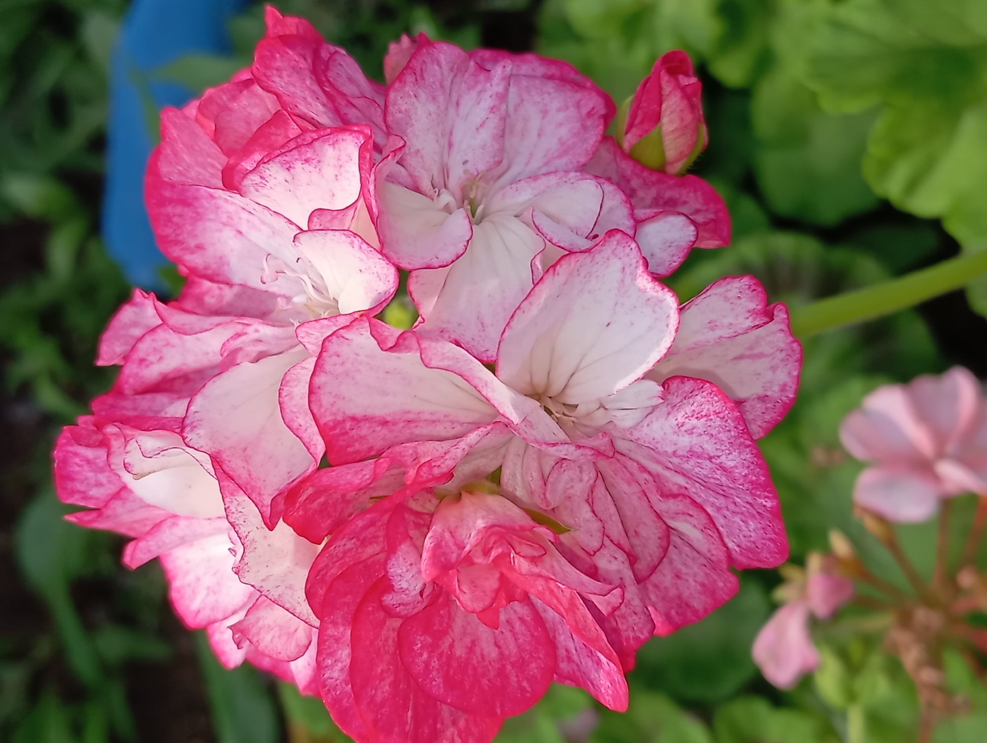 A close-up, vertical shot captures a pink and white flower, possibly a geranium, in full bloom. The petals are ruffled and edged with a darker pink, with white centers that are speckled with pink markings. The flower is the main subject, with its intricate details and vibrant colors dominating the frame. The background is softly blurred, showing lush green foliage and hints of other pink flowers, suggesting a garden setting. There is a small pink bud to the right of the main flower. The lighting appears to be natural, highlighting the textures and delicate patterns of the petals. The scene is serene and visually appealing, showcasing the beauty of nature. The image does not contain any elements to suggest it is located in the city of Qobda, Kazakhstan.