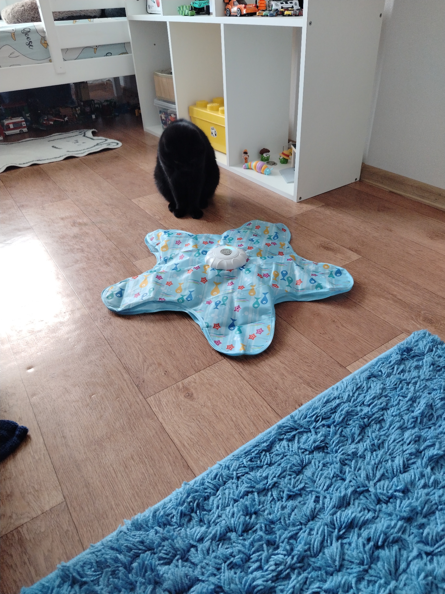 A black cat sits on a wooden floor in front of a white shelf unit. The cat is facing away from the camera. On the floor in front of the cat is a blue, star-shaped mat with a pattern of fish and starfish. In the white shelf unit, there are toys and containers. To the right of the image, a blue shag rug is visible.