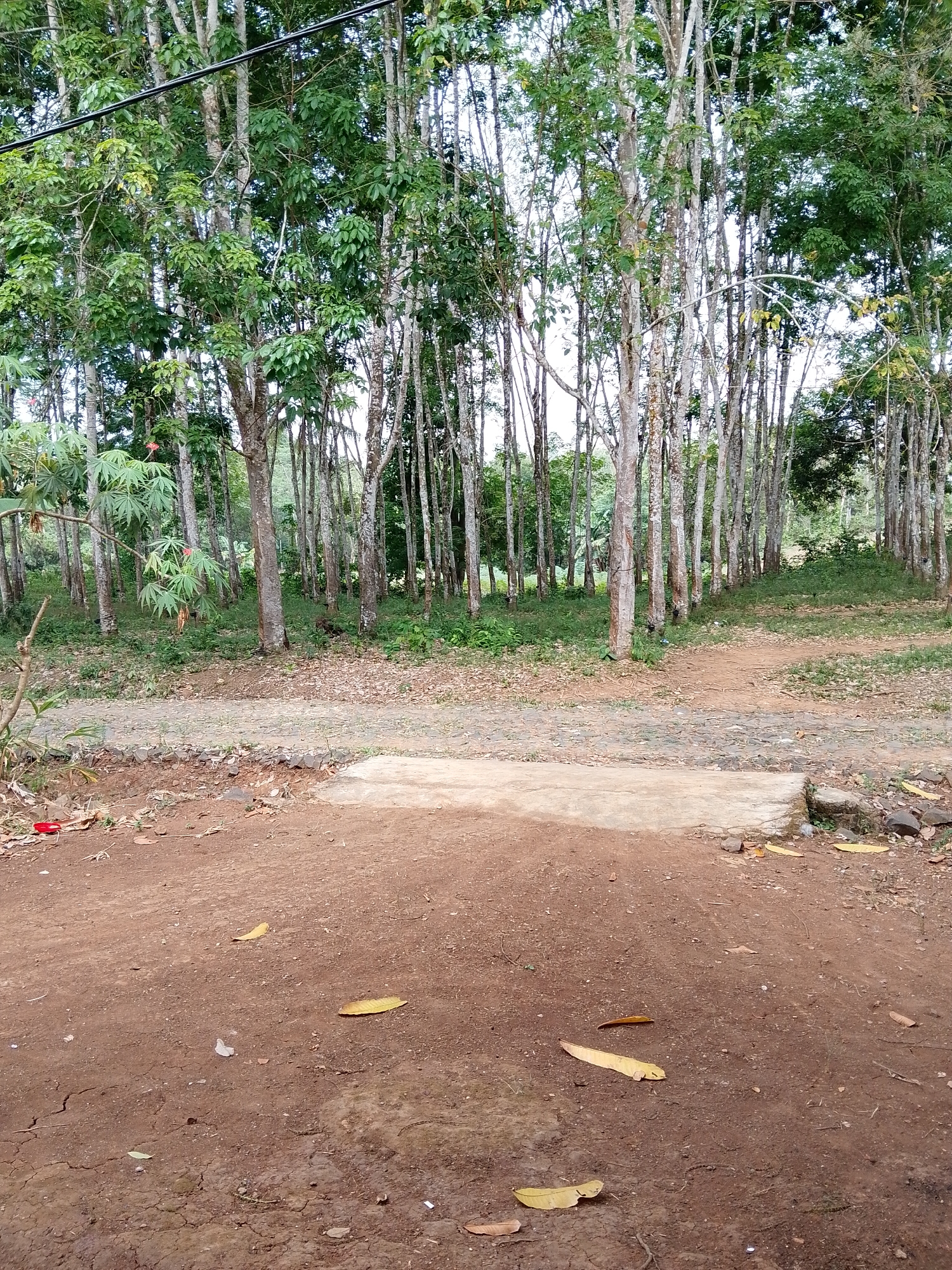 This is a photograph taken in Madukoro, Indonesia, likely in a rural or semi-rural area, depicting a grove of tall, slender trees with light-colored bark and dense green foliage. The trees are closely planted, creating a thick canopy that casts dappled shade on the ground. A dirt path, partially covered with fallen leaves and some scattered stones, runs horizontally through the middle ground of the image. In the foreground, the ground is composed of dry, reddish-brown soil with visible cracks, also strewn with fallen leaves. A small section of a concrete surface is visible in the lower right corner, suggesting some form of man-made structure or pathway. The overall impression is one of a natural, somewhat unkempt outdoor environment. There are no people or animals visible in the frame, and no specific activities are depicted.
