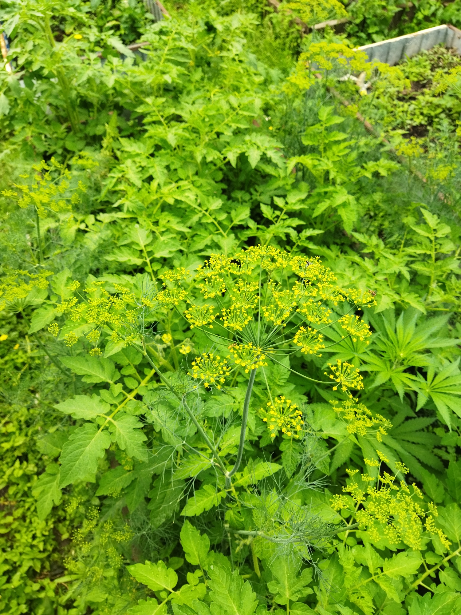 This image is an outdoor, close-up, high-angle shot of a garden. The dominant elements are lush green foliage and bright yellow dill flowers. The dill flowers are clustered in umbels, some of which are small and budding, while others are fully bloomed and spread out. Interspersed among the dill are the large, serrated leaves of what appear to be tomato plants. In the background, the edge of a raised garden bed is visible, constructed from light-colored wood or metal. The overall environment suggests a thriving vegetable garden, likely in a temperate climate during its growing season. There is no specific indication of the city of Oral, Kazakhstan, within the image itself; this location information is external to the visual data. The scene is devoid of people or any specific activities beyond natural plant growth and insect activity, evidenced by small insects present on the dill flowers.