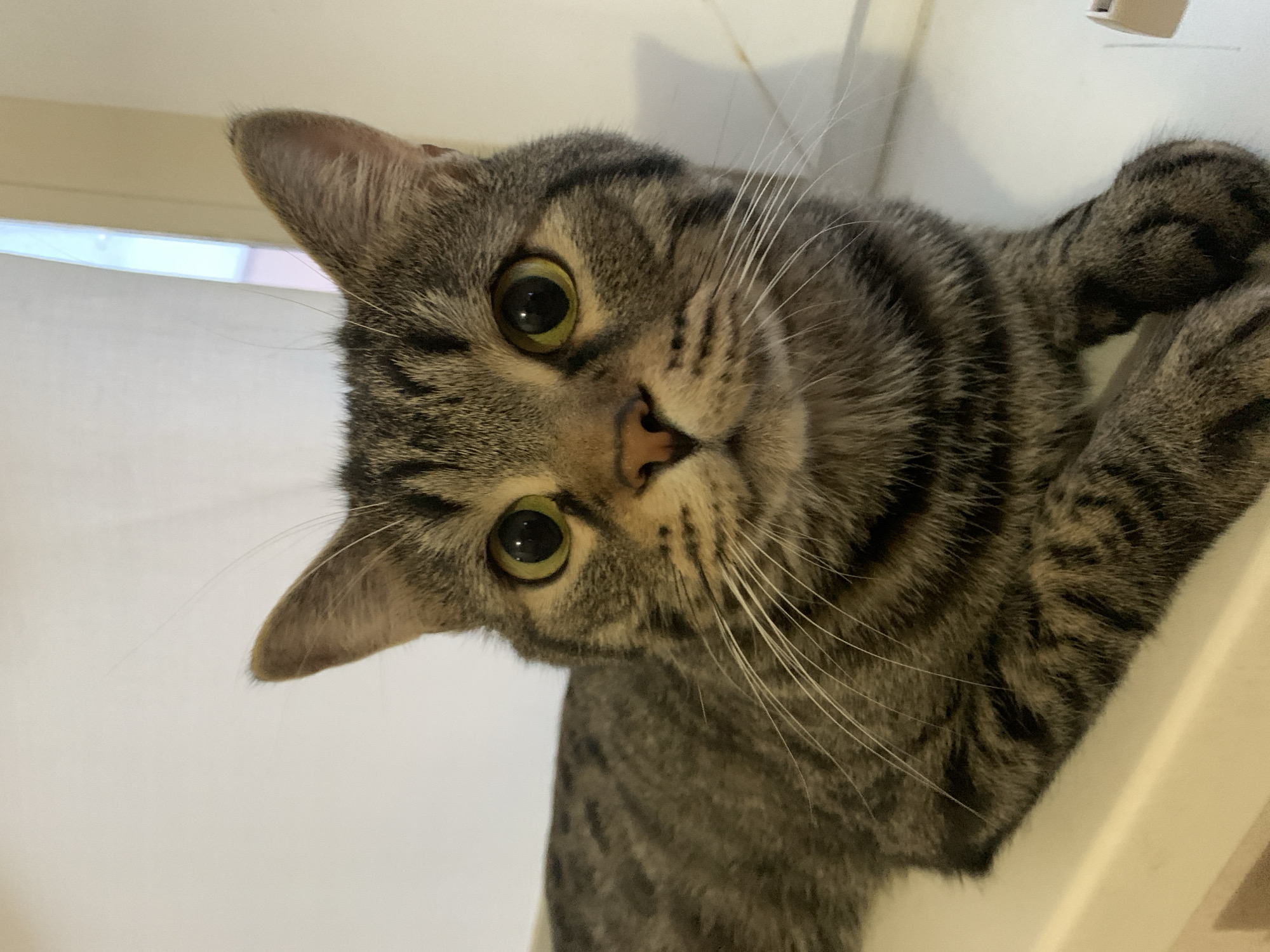 A tabby cat with green eyes is looking at the camera. The cat is mostly gray with dark stripes. It is in an indoor setting.