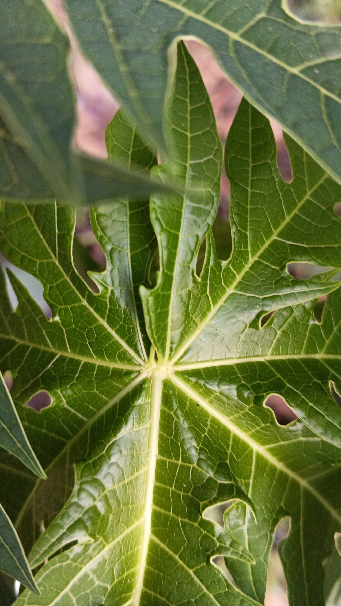 A close-up, eye-level, vertical shot focuses on the intricate details of a large, green papaya leaf. The leaf is palmately lobed, with deep, rounded incisions that create a delicate, lace-like pattern along its edges. Prominent, lighter green veins radiate outwards from a central point, forming a star-like structure that is clearly visible on the textured surface of the leaf. The veins are further subdivided by a dense network of smaller, finer lines, creating a complex and visually interesting pattern. The leaf appears healthy and vibrant, with a slight sheen on its surface, suggesting it may be slightly wet or have a waxy coating. The background is softly blurred, hinting at other foliage or organic material, with muted tones of green and a faint blush of pink or purple, possibly from a flower or a shaded surface. The lighting highlights the texture of the leaf, casting subtle shadows that emphasize the raised veins and the slight undulations of the leaf's surface. The overall impression is one of natural beauty and the detailed complexity of botanical forms.