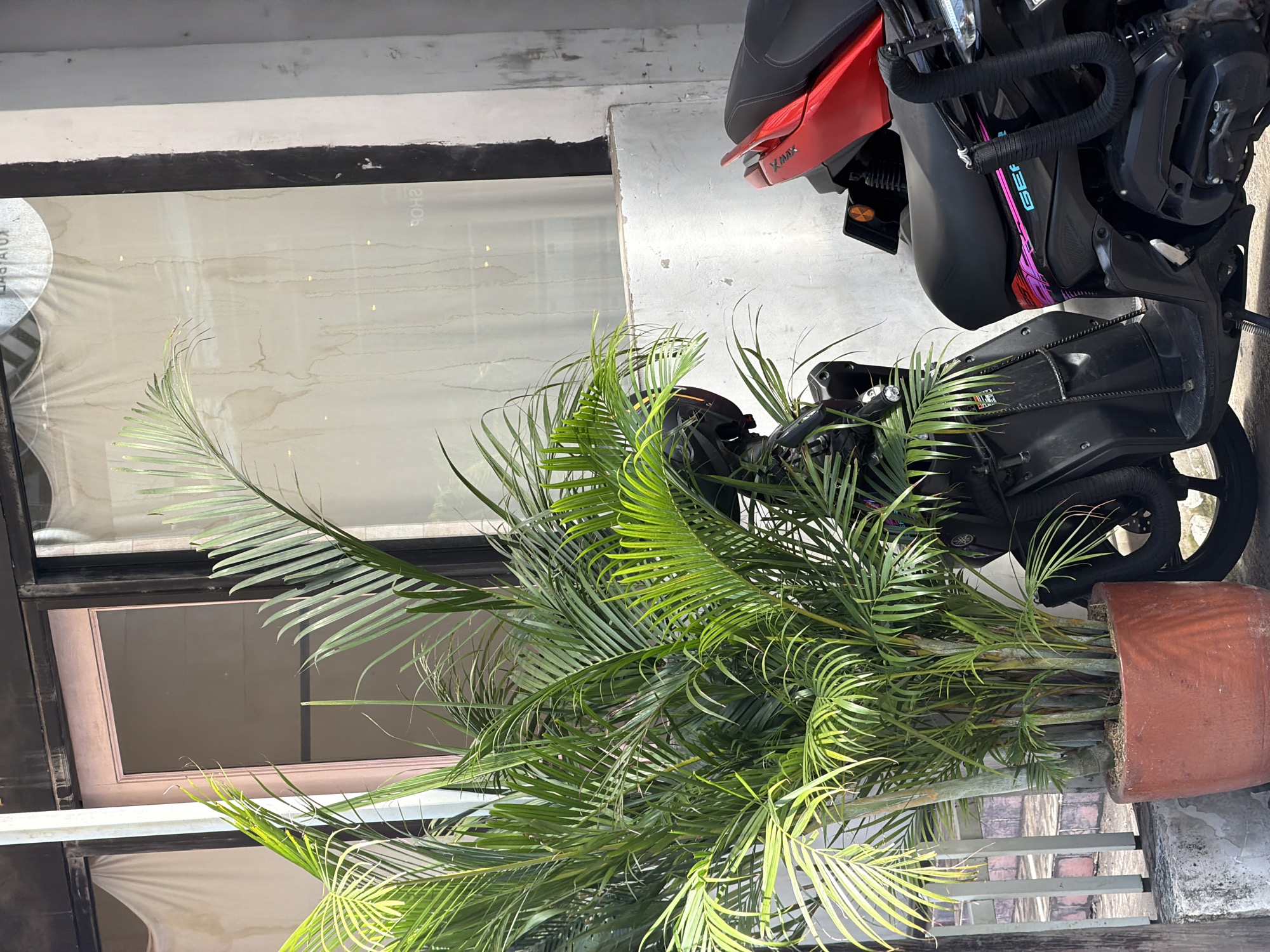 A potted palm tree is positioned in front of a building with large glass windows. Two scooters are parked next to the plant. The scooter in the foreground is black with a pink and blue graphic design on its side, and the text "GEF" is visible. The rear section of a red scooter is visible behind the black one. The building appears to be a shop, with a faded sign reflected in the window. The environment suggests an outdoor setting in a city.