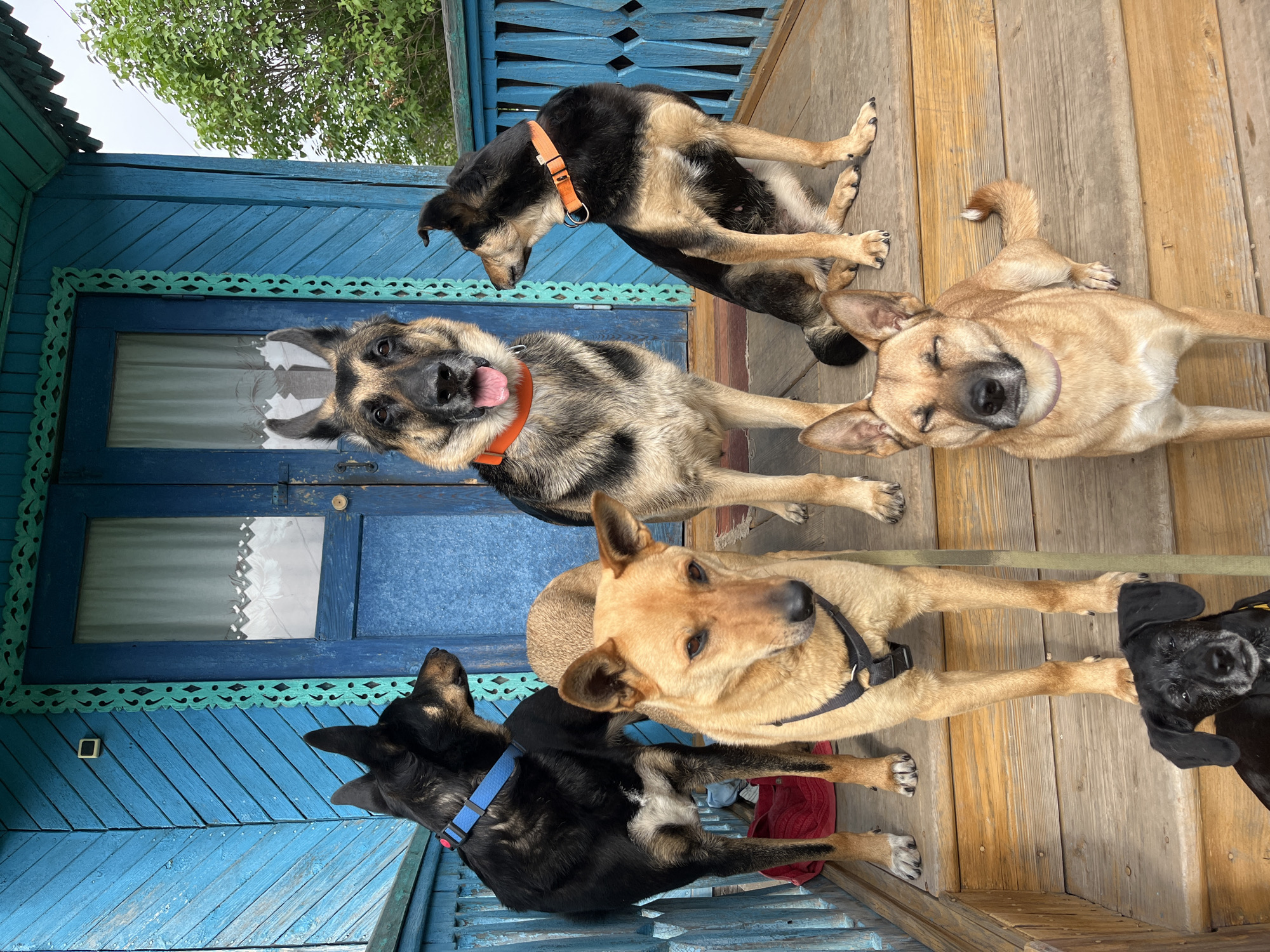 This image captures five dogs relaxing on a wooden porch in front of a vibrant blue wooden house, likely in Nizhny Tagil, Russia.
In the foreground, a black dog with a blue collar is seen from behind, looking towards the blue wall. Next to it, a light brown dog with a black harness is sitting or standing, looking left. Further back, another light brown dog with a black harness is lying on its back with its eyes closed, appearing very relaxed. Towards the center-left, a German Shepherd-like dog with a black and tan coat and an orange collar looks directly at the camera with its tongue out, appearing curious and friendly. Behind it, another black and tan dog with an orange collar is lying down, with its head resting. Partially visible at the bottom right is the head of a black dog, possibly a puppy, wearing a yellow collar, looking upwards.
The porch floor is made of light-colored wood planks. The house features bright blue wooden siding with intricate teal-green decorative trim along the roofline and above a double door. The door has glass panels, revealing a white curtain inside. Above the porch, green tree leaves are visible against an overcast sky, indicating it is daytime. The scene conveys a calm and domestic atmosphere. No visible text is present in the image.