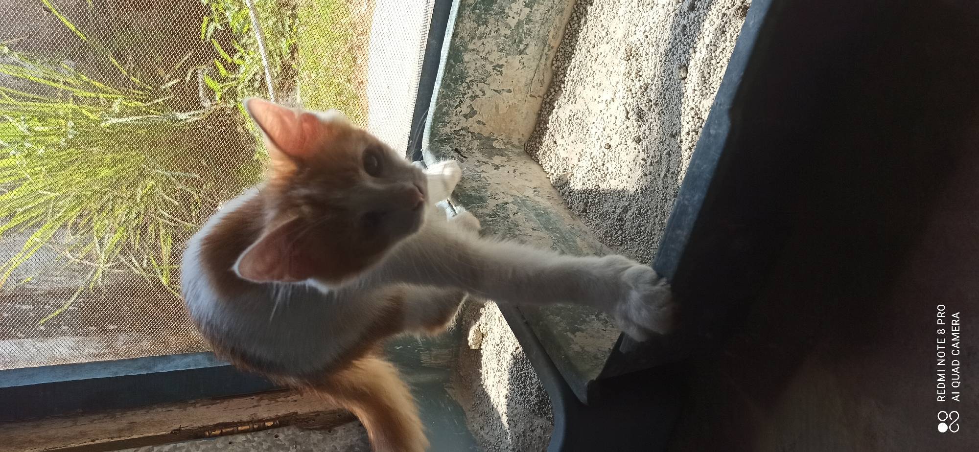 In Sedati Agung, Indonesia, a ginger and white kitten stands on the edge of a dirty litter box filled with granular litter. The kitten is positioned with its front right paw extended over the edge of the box, while its body is angled towards the viewer. Sunlight streams in from the right, illuminating the litter and casting shadows. Behind the litter box, a window with a mesh screen is visible, with green foliage beyond. The scene appears to be indoors, possibly near a window. The bottom left corner of the image contains a watermark indicating "REDMI NOTE 8 PRO AI QUAD CAMERA."
