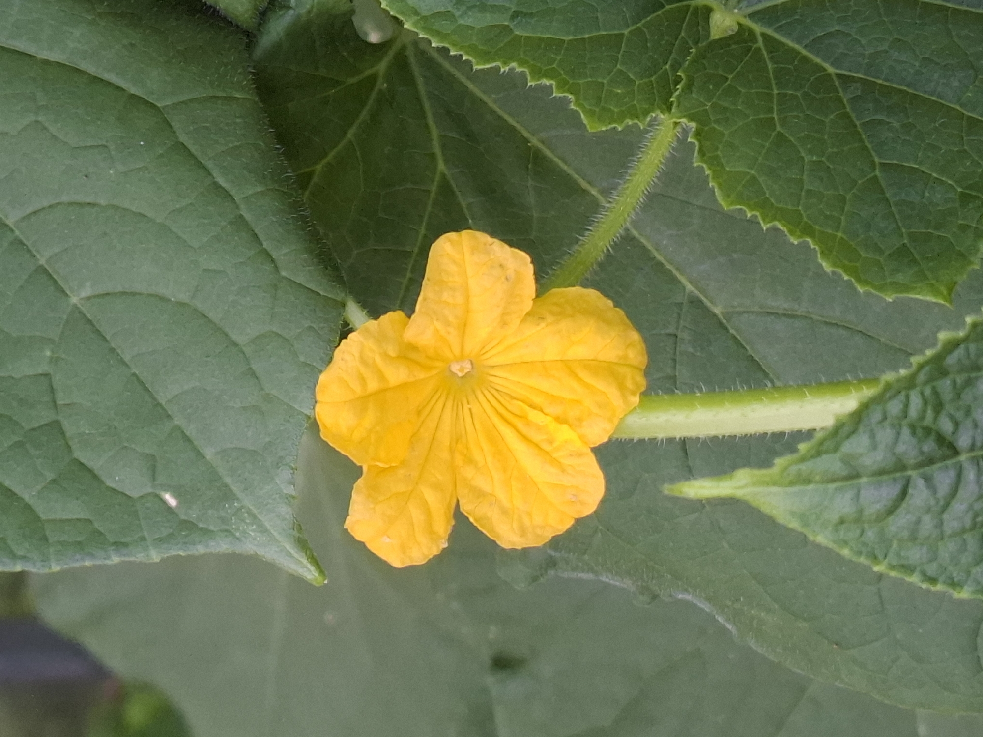 A single, vibrant yellow cucumber flower with five delicate petals is in full bloom, centered against a backdrop of lush green cucumber leaves. The flower's petals are thin and slightly crinkled, with visible veins radiating from its center. The stem supporting the flower is green and covered in fine, fuzzy hairs. The surrounding leaves are large, with a textured, veined surface and serrated edges. Some of the leaves are in sharp focus, showcasing their intricate patterns, while others are softly blurred in the background. The overall impression is one of natural beauty and growth.