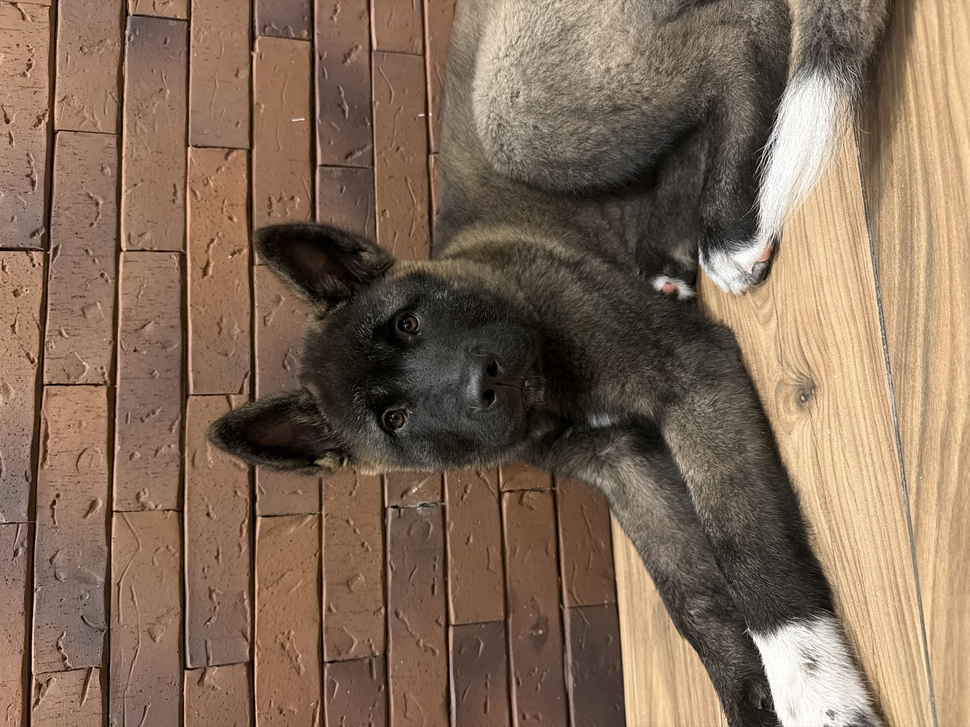 A top-down, eye-level shot depicts a dark-furred dog with white markings on its tail and front paws lying on a floor. The left side of the floor is composed of brick, while the right side is composed of wooden boards. The city location is Unknown, Unknown.