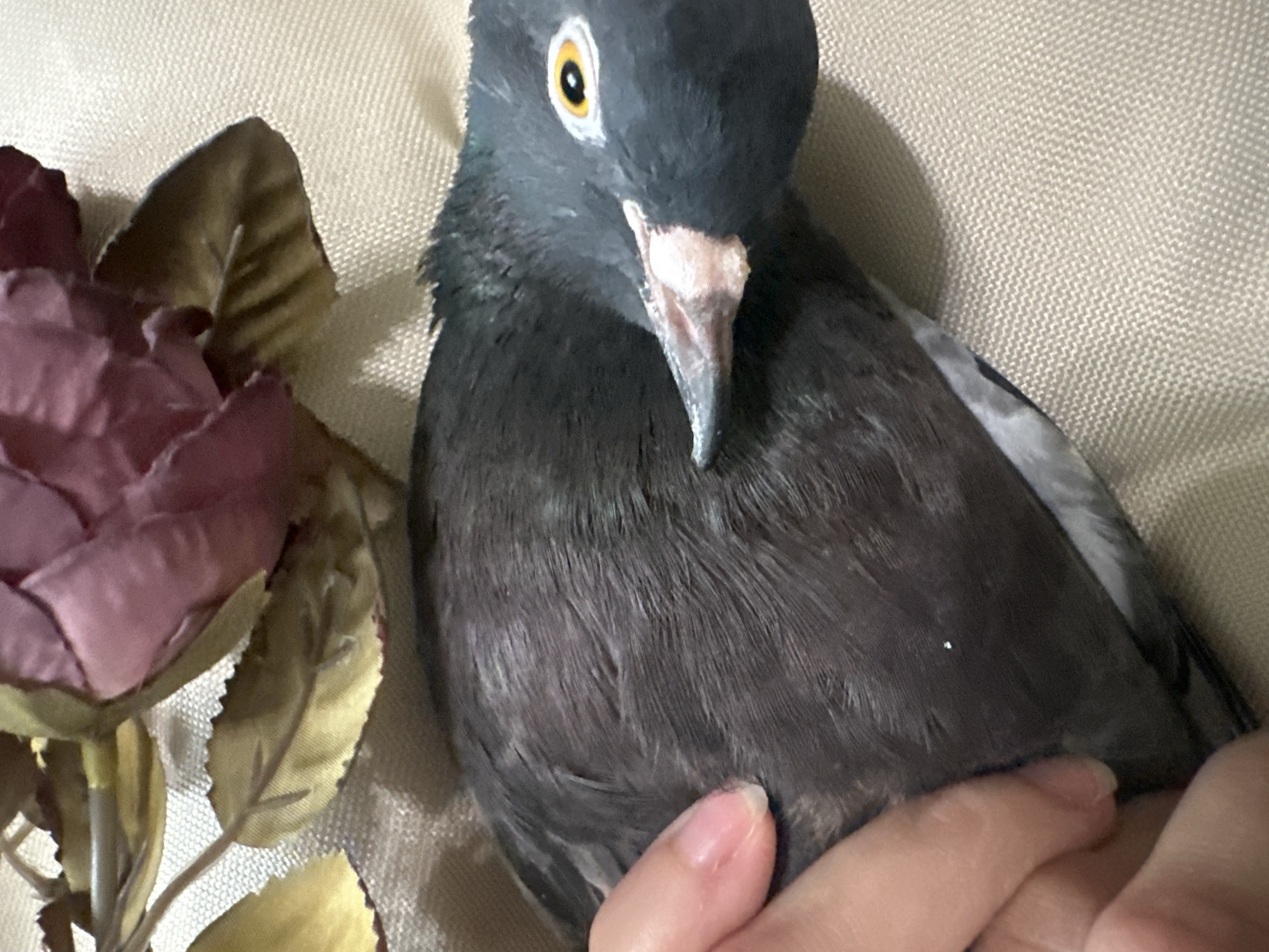 The image shows a close-up of a pigeon being held by a person's hand. The pigeon has dark grey feathers and a bright yellow eye. Its beak is partially open, revealing a pinkish interior. The bird is resting on a beige textured surface, possibly fabric, and is partially obscured by a decorative artificial flower with pink petals and golden leaves. The lighting is soft and diffused, suggesting an indoor setting. There is no visible indication of the city of Togliatti, Russia, or any other specific location.