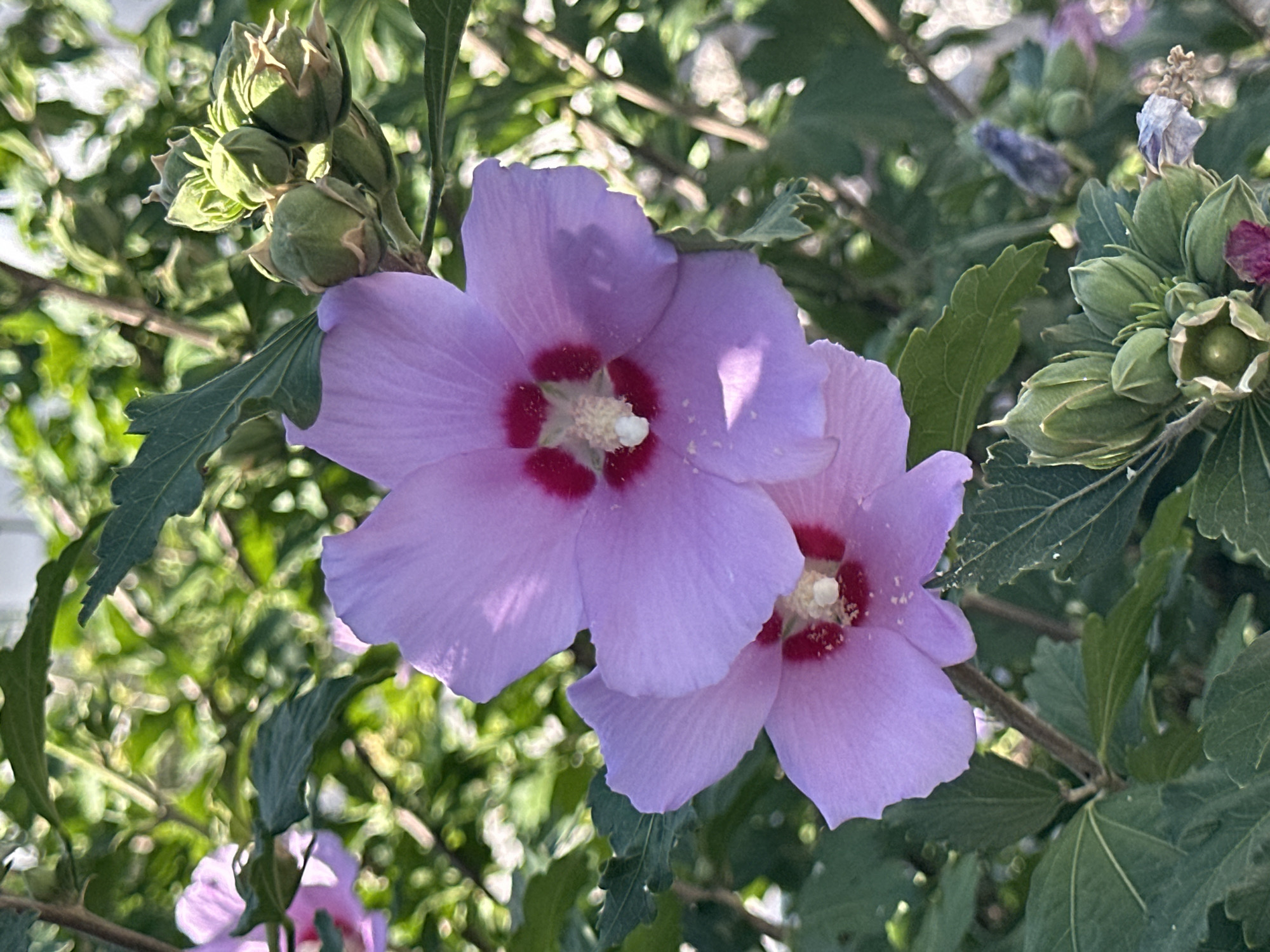 The image displays a close-up view of a flowering bush, likely a hibiscus, in a garden setting. Two light purple flowers with deep pink centers are prominently featured, with one slightly above and to the left of the other. The flowers are in focus, showcasing their delicate petals and stamen. Surrounding the flowers are green leaves and several unopened flower buds, also in various shades of green. The background is a blur of green foliage, suggesting the bush is part of a larger garden or natural area. Sunlight filters through the leaves, creating a dappled effect and highlighting the textures of the plants. The scene is devoid of any human presence or man-made structures, suggesting a natural or cultivated outdoor environment. The image does not provide any specific visual cues to pinpoint its location within the city of Budva, Montenegro.