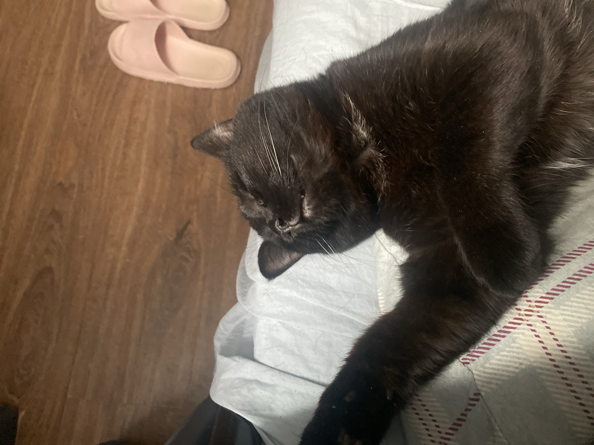 A black cat is lying on a patterned white and light blue surface. The cat's head is resting on a white, possibly wrinkled material. A black paw is extended along the patterned surface. To the left, pink slippers are on a wood floor. The location is not specified.