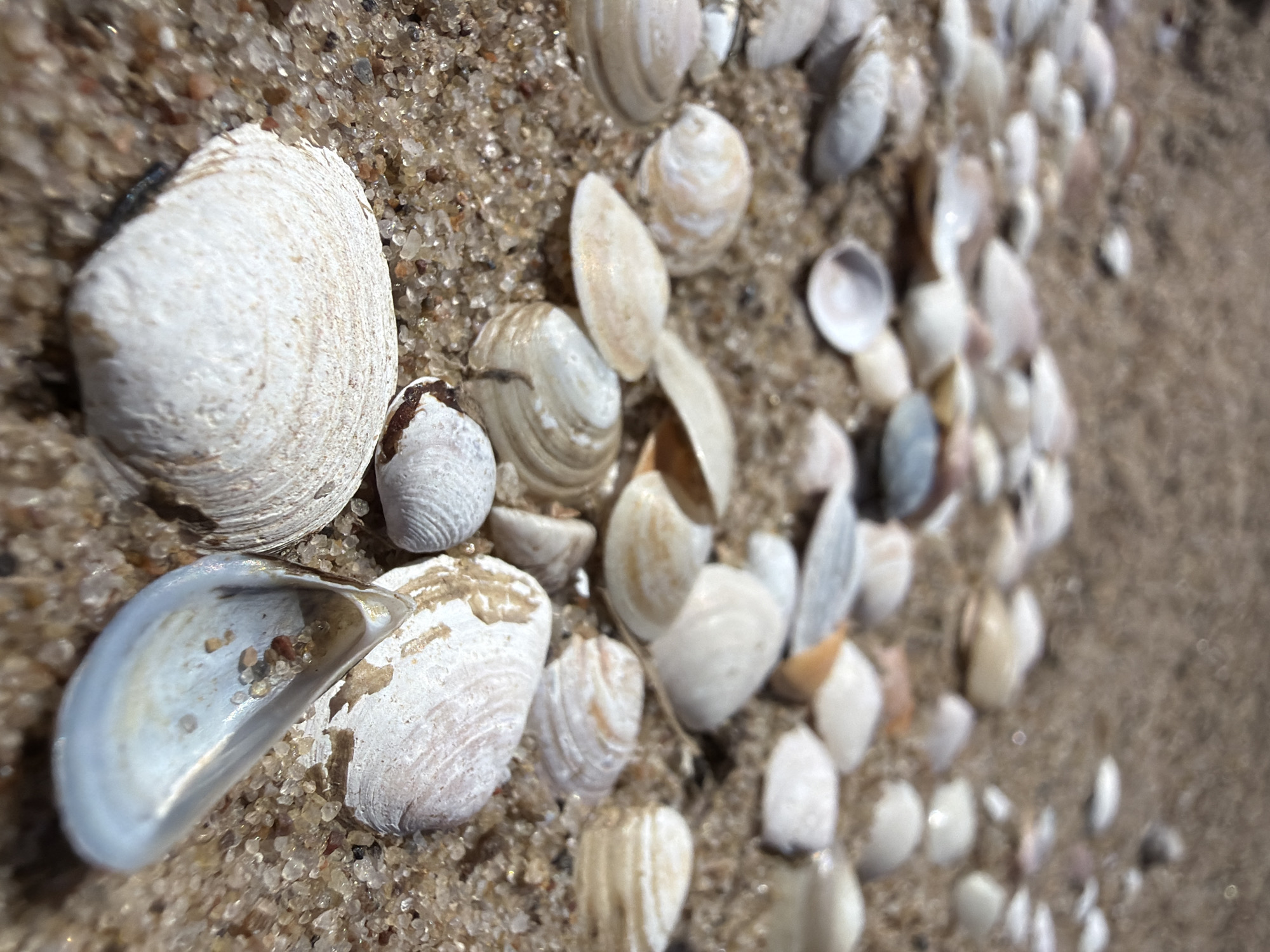 The image shows a close-up, eye-level view of a collection of seashells and sand on a beach. The seashells are varied in size, shape, and color, with many being white or off-white, some with subtle brown or pinkish markings. They are scattered across the sandy surface, some partially buried. The sand itself is coarse and appears to be mixed with small pebbles and shell fragments.
In the foreground, a large, round, ribbed white seashell is prominent, positioned slightly to the left of center. To its right is a smaller, broken white shell with a dark brown edge. Another shell, open and cup-shaped with a pale blue interior, is visible in the lower left quadrant, containing a few grains of sand. Further into the background, more seashells are visible, some appearing to be whole and others broken, creating a textured and layered effect. The perspective is slightly angled, with the shells receding into the background and becoming softer in focus, suggesting a shallow depth of field.
The lighting appears to be natural daylight, casting subtle shadows and highlighting the textures of the shells and sand. There are no visible people or animals. The scene evokes a sense of calm and the natural beauty of a coastal environment. Given the location context of Gauja, Latvia, this is likely a scene from a beach along the Baltic Sea coast. There is no visible text in the image.