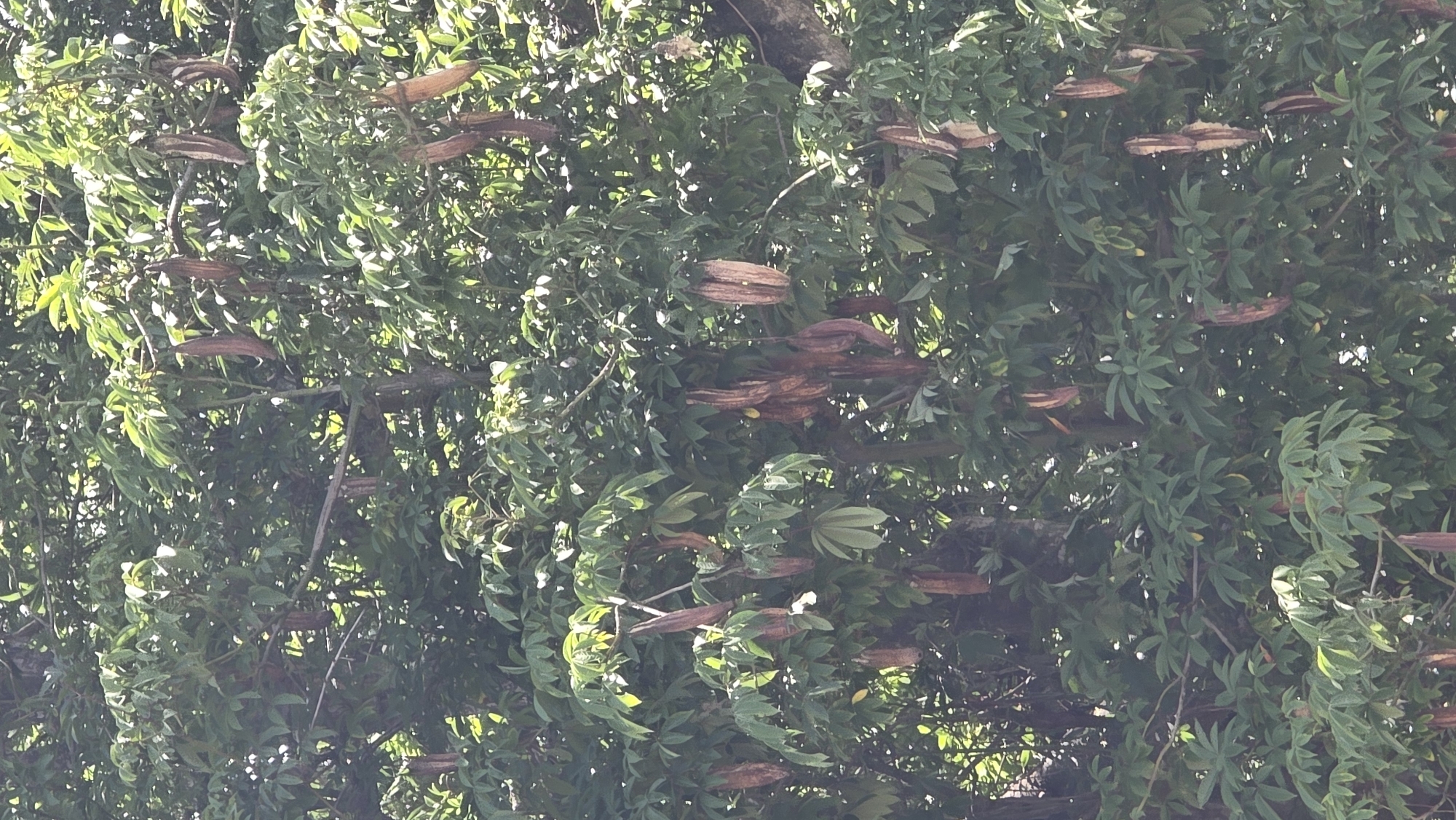 The image shows a dense tree in Meunasah Pupu, Indonesia. The tree is covered in green leaves and long, brown seed pods. Light filters through the foliage. The exact species of the tree is not apparent.