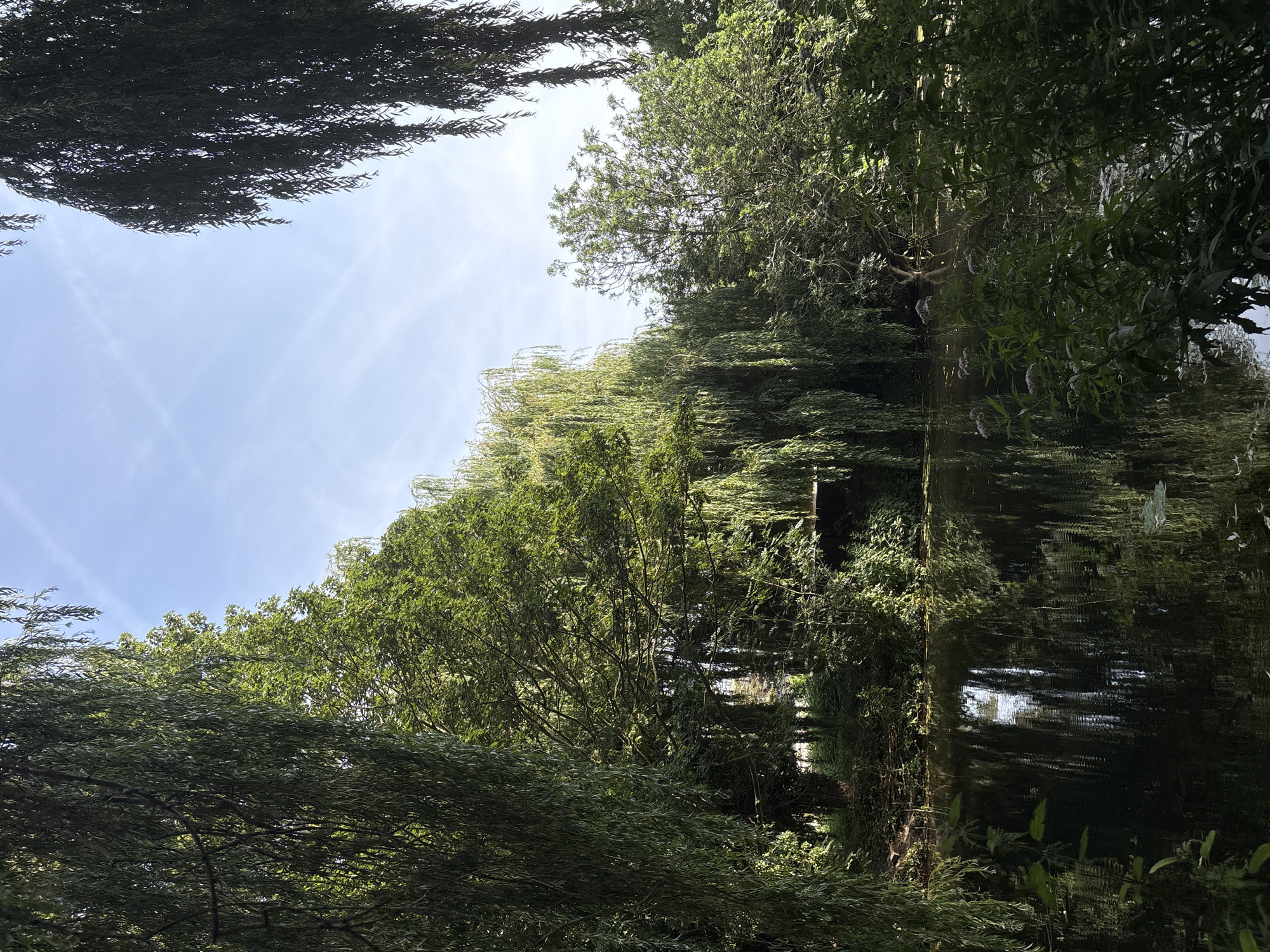 The image depicts a serene canal scene in Chelmsford, United Kingdom, likely in a park or natural area. The foreground is dominated by the dark, still water of the canal, reflecting the lush green foliage of weeping willow trees that hang over the water's edge. The trees create a natural canopy, with their long, drooping branches forming a curtain of green.
In the middle ground, the canal bank is densely vegetated with a variety of plants, including some with delicate purple flowers, adding touches of color to the predominantly green landscape. The reflections of the trees and the sky are visible on the water's surface, creating a sense of depth and tranquility.
The background features more trees, suggesting a wooded area or parkland. Above the trees, a clear blue sky is visible, with faint wisps of clouds. The overall impression is one of a peaceful, natural environment, likely a popular spot for relaxation and enjoying nature within the city of Chelmsford. There are no people or animals visible in the image. The lighting suggests it is daytime, with the sun casting dappled light through the leaves.
