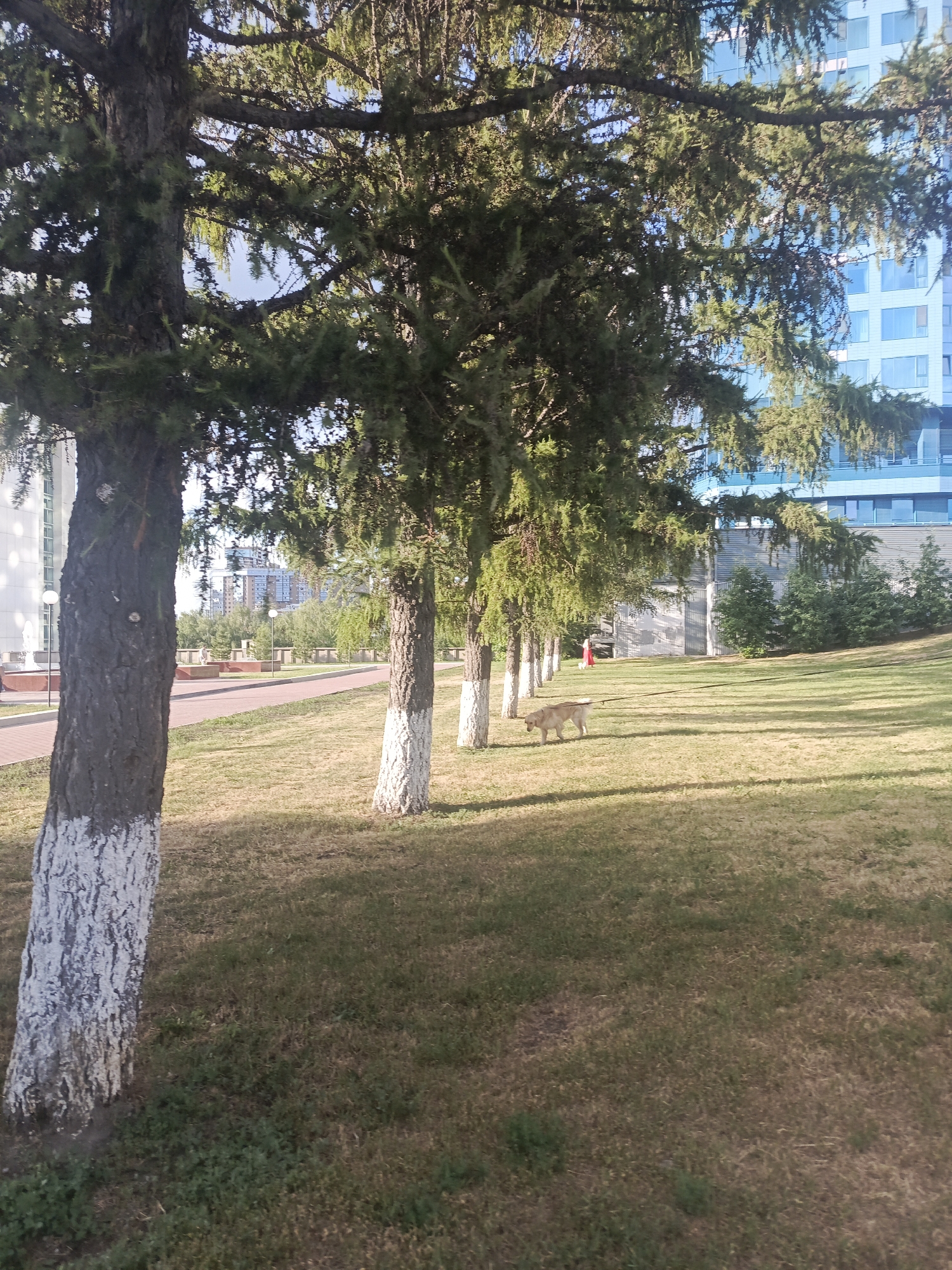 The image depicts a park-like setting with a row of trees in the foreground, their trunks painted white at the base. Beyond the trees, a paved pathway runs parallel to them, with dry grass on the right. In the background, a modern, light-blue glass building stands prominently. A tan dog on a leash is walking on the grass to the right of the pathway. Further in the background, a person wearing a red outfit is visible. The scene appears to be an urban green space, possibly in a residential or commercial area of Novosibirsk, Russia, given the architectural style of the building.