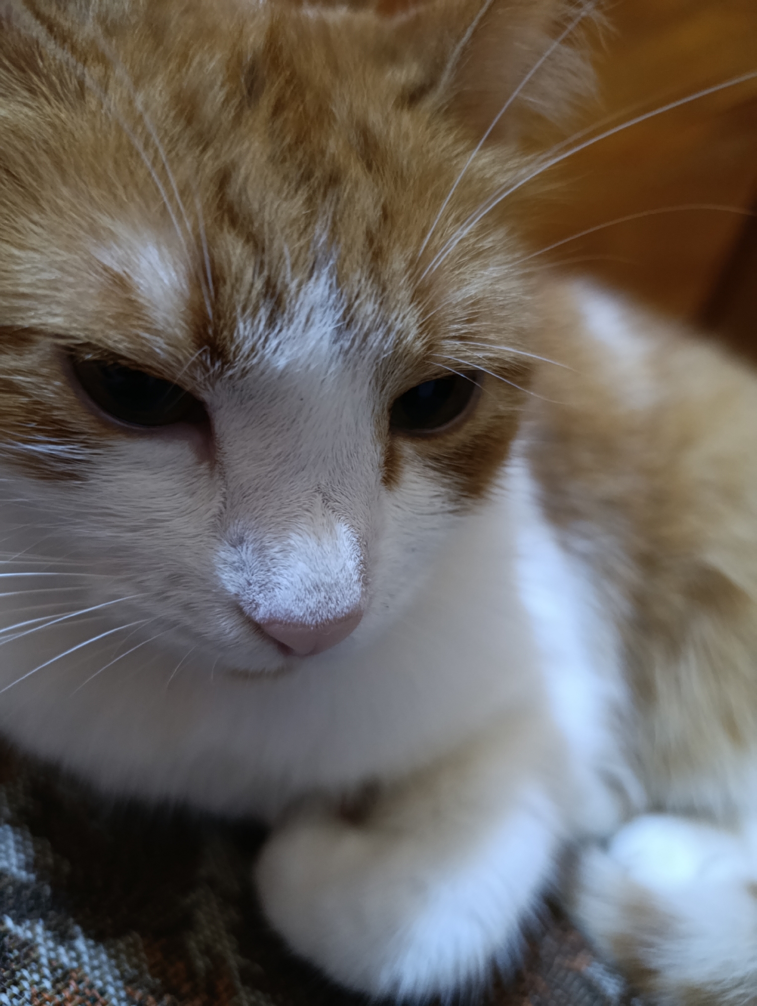 The image is a close-up, vertical, eye-level shot of an orange and white cat. The cat is lying down on a textured surface, possibly a blanket or upholstery, which appears to be a dark brown with orange and blue threads. The cat's fur is predominantly orange with white patches on its face and chest. Its eyes are dark and partially closed, giving it a relaxed or sleepy appearance. The cat's nose is a light pink color. The background is blurred and appears to be a wooden surface, possibly a table or chair, in a warm, brown tone. The lighting is soft and natural, highlighting the texture of the cat's fur and whiskers. There are no discernible landmarks or clues in the image that would indicate its specific location within the city of Cherkasy, Ukraine.