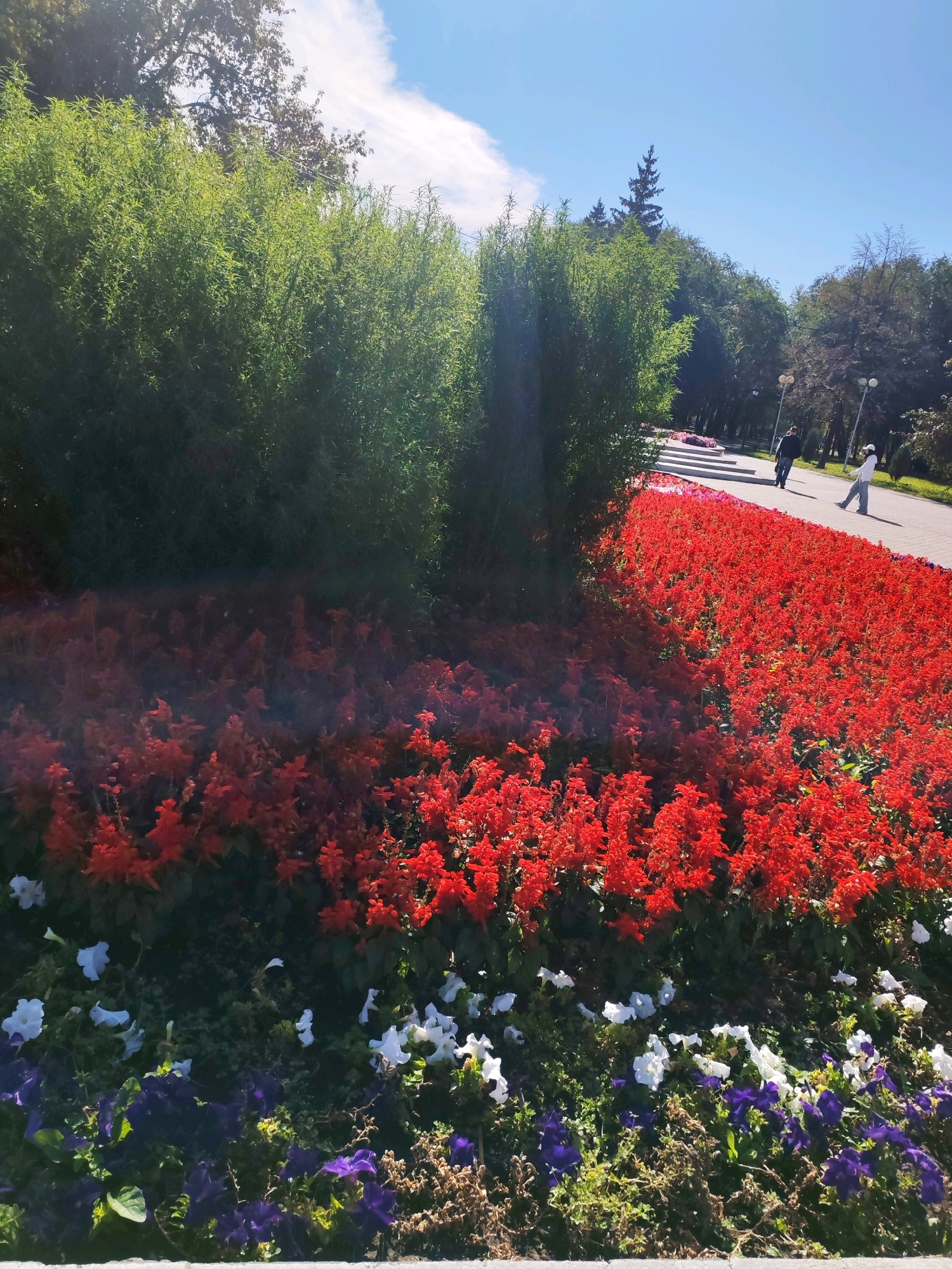 In a city park in Unknown, Unknown, a pathway winds through a manicured garden on a sunny day. A dense green hedge dominates the left side of the frame, casting a shadow over a vibrant bed of red flowers. In the background, a paved walkway is visible, with two individuals walking away from the camera. Further in the distance, more trees and lampposts suggest a well-maintained public space. The foreground is adorned with a variety of colorful flowers, including white and purple blooms interspersed with greenery.