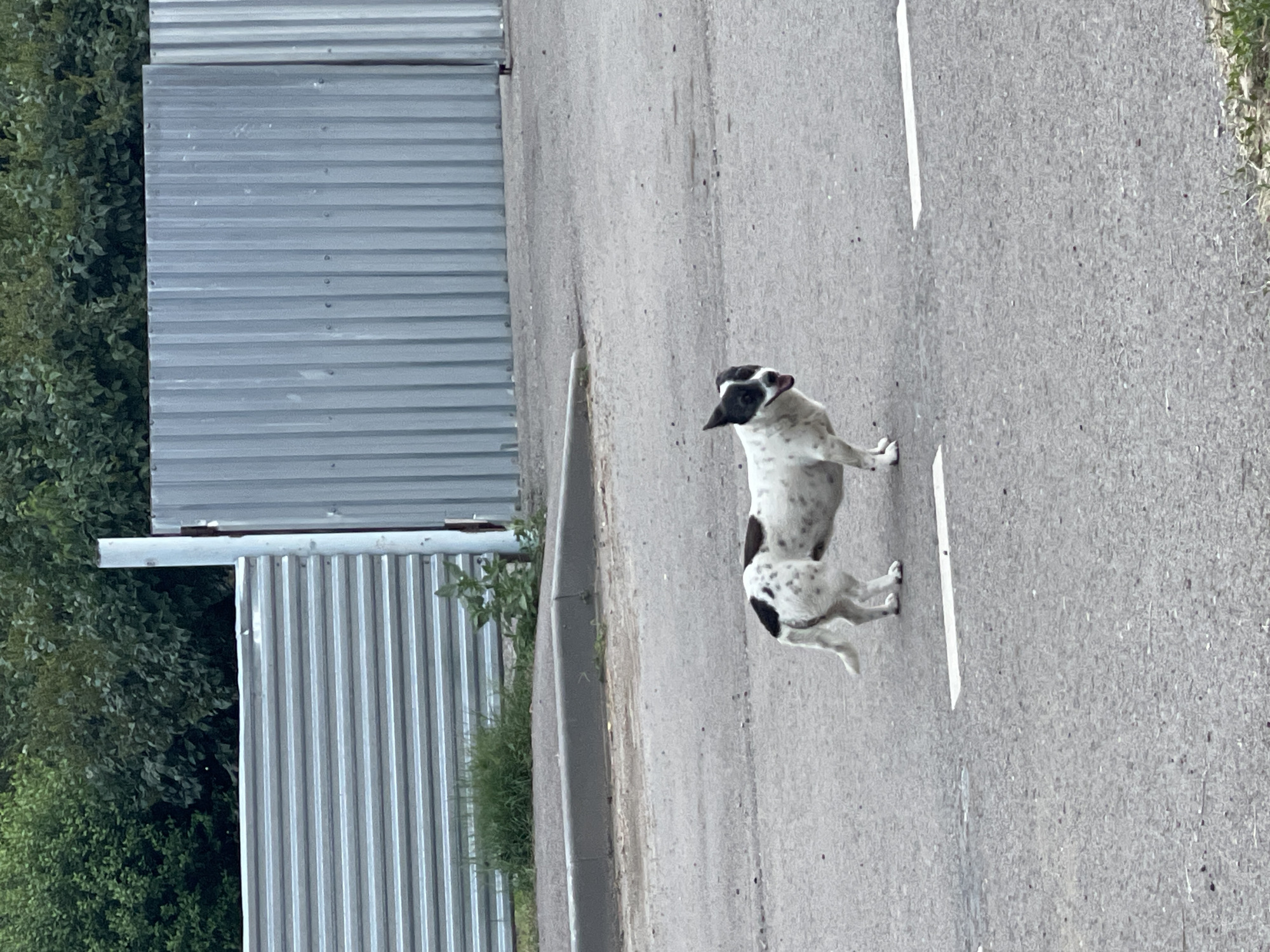 A medium-sized dog with white fur and black spots stands on an asphalt road. The dog is facing the left of the frame, with its head turned towards the camera. It has pointed ears and a dark patch over its eyes. The dog's mouth is open, and its tongue is visible. The road has a white line painted across it. In the background, there is a corrugated metal fence, green foliage, and a concrete curb. The scene appears to be outdoors in an urban or suburban setting, possibly in Sredny, Russia, given the general aesthetic and the presence of utilitarian fencing. There are no people visible in the image.