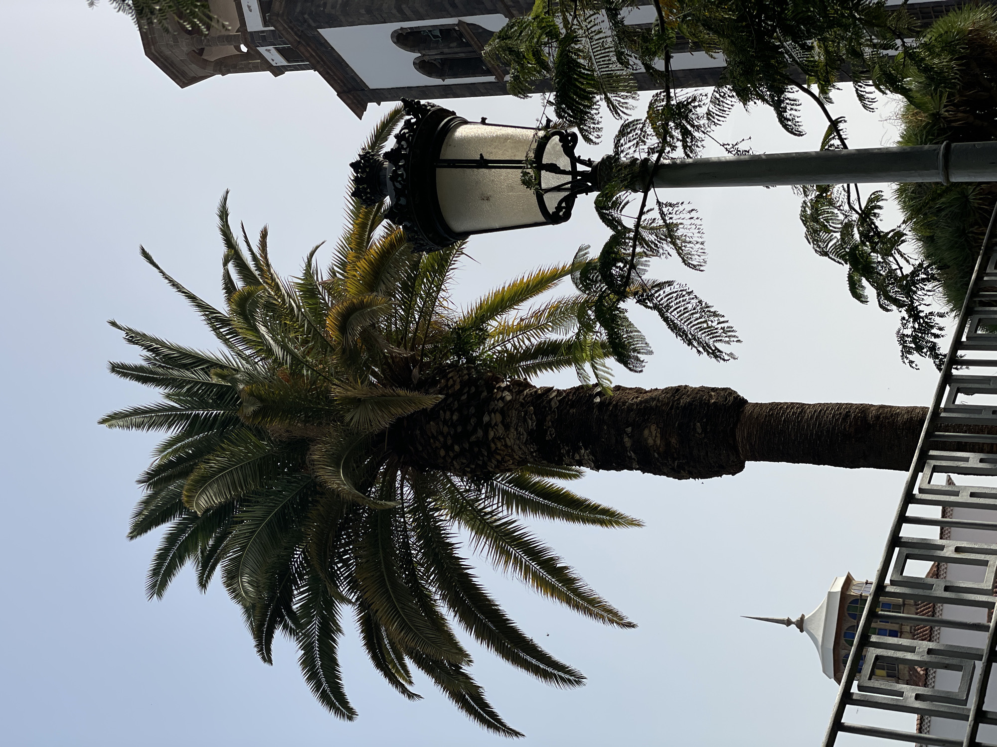 The image, taken from a low angle, features a palm tree with green fronds. A vintage street lamp with ornate ironwork is positioned near the palm tree. The background shows a light gray sky and parts of buildings, including a church tower with arched windows and a white tower with a pointed spire. A metal fence is visible on the right side of the frame. The location is likely Santa Cruz De Tenerife, Spain, based on the architectural style and vegetation.