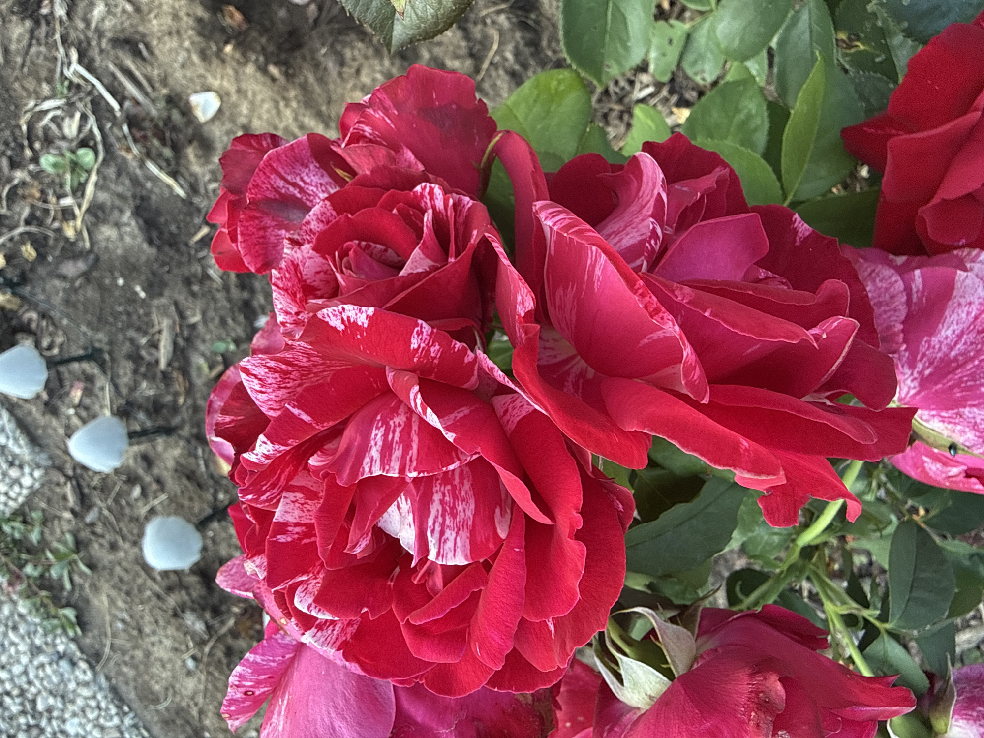 A close-up, high-angle shot shows several red and white striped roses in a garden. The roses are in various stages of bloom, with some fully open and others still in bud. The petals are velvety and have a delicate texture. The background is a blur of green leaves and brown soil. In the upper background, there are three white, mushroom-shaped garden decorations. This image was taken in the city of Ihringshausen, Germany.