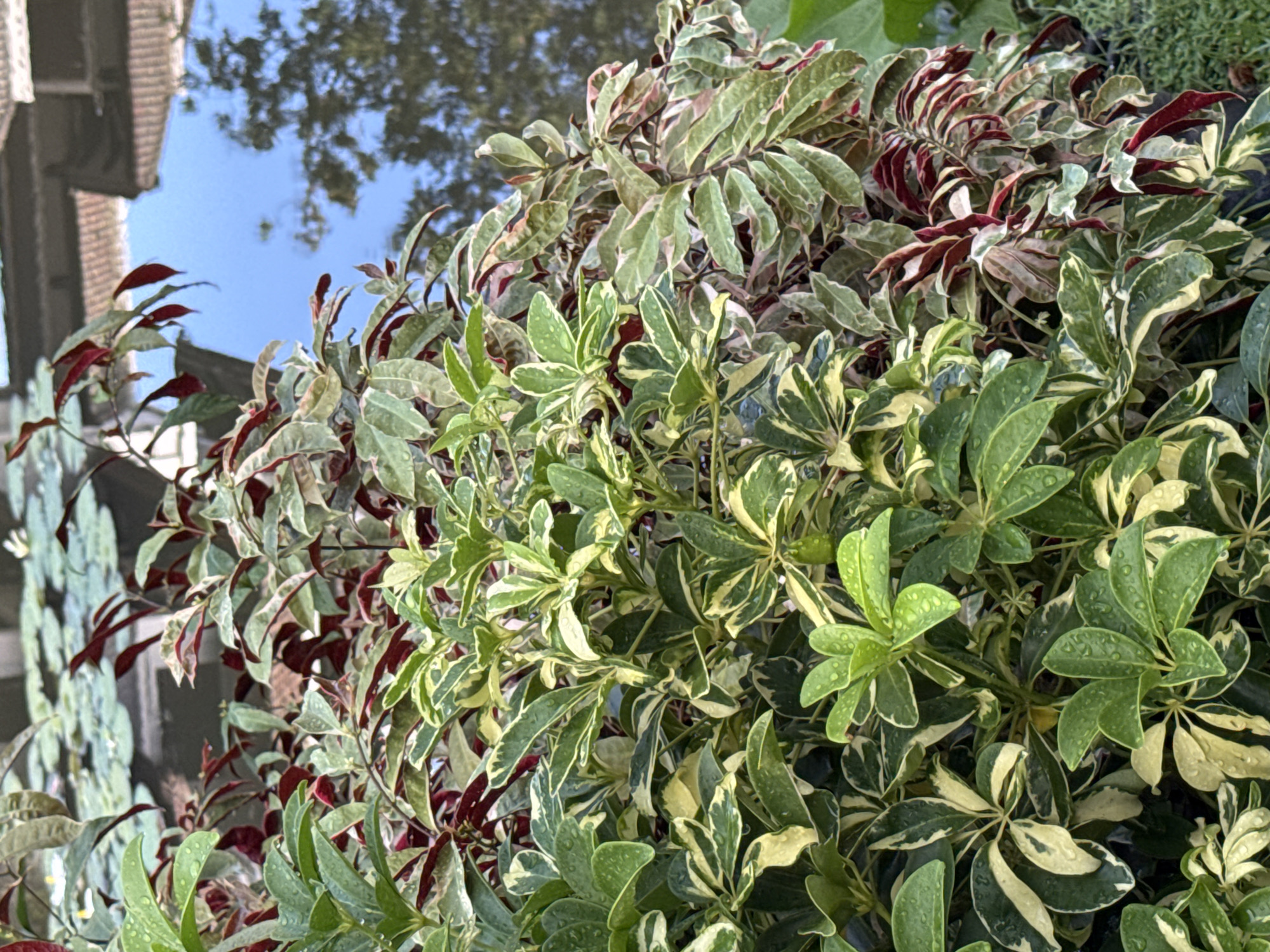 This image provides a close-up, vibrant view of diverse variegated foliage plants, likely situated in an outdoor garden or waterside setting. The composition focuses on the intricate patterns and colors of the leaves, with no people or animals visible.
The most prominent subjects are the plants themselves. One type features palmate or finger-like leaves with a distinct dark green center and irregular yellowish-white to light green margins. Many of these leaves are adorned with small water droplets, indicating recent rainfall or watering. Interspersed are plants with more elongated leaves that display a rich green base variegated with striking reddish-brown or burgundy tones, especially along their edges and veins. In the background, hints of other green and pinkish-variegated foliage can be seen.
The upper left portion of the image reveals a clear reflection on a body of water. This reflection shows a bright blue sky, the shadowy outlines of tree branches, and parts of a building or structure, including a visible roofline and walls. This background detail suggests the plants are positioned near a calm water feature, such as a pond or canal.
There is no discernible activity or event taking place; the image captures a static natural scene. The bright reflection of the sky indicates it is daytime, and the water droplets on the leaves suggest recent moisture. No text is visible in the media file. The lush, tropical appearance of the plants aligns with the given location context of Kuta Selatan, Indonesia.