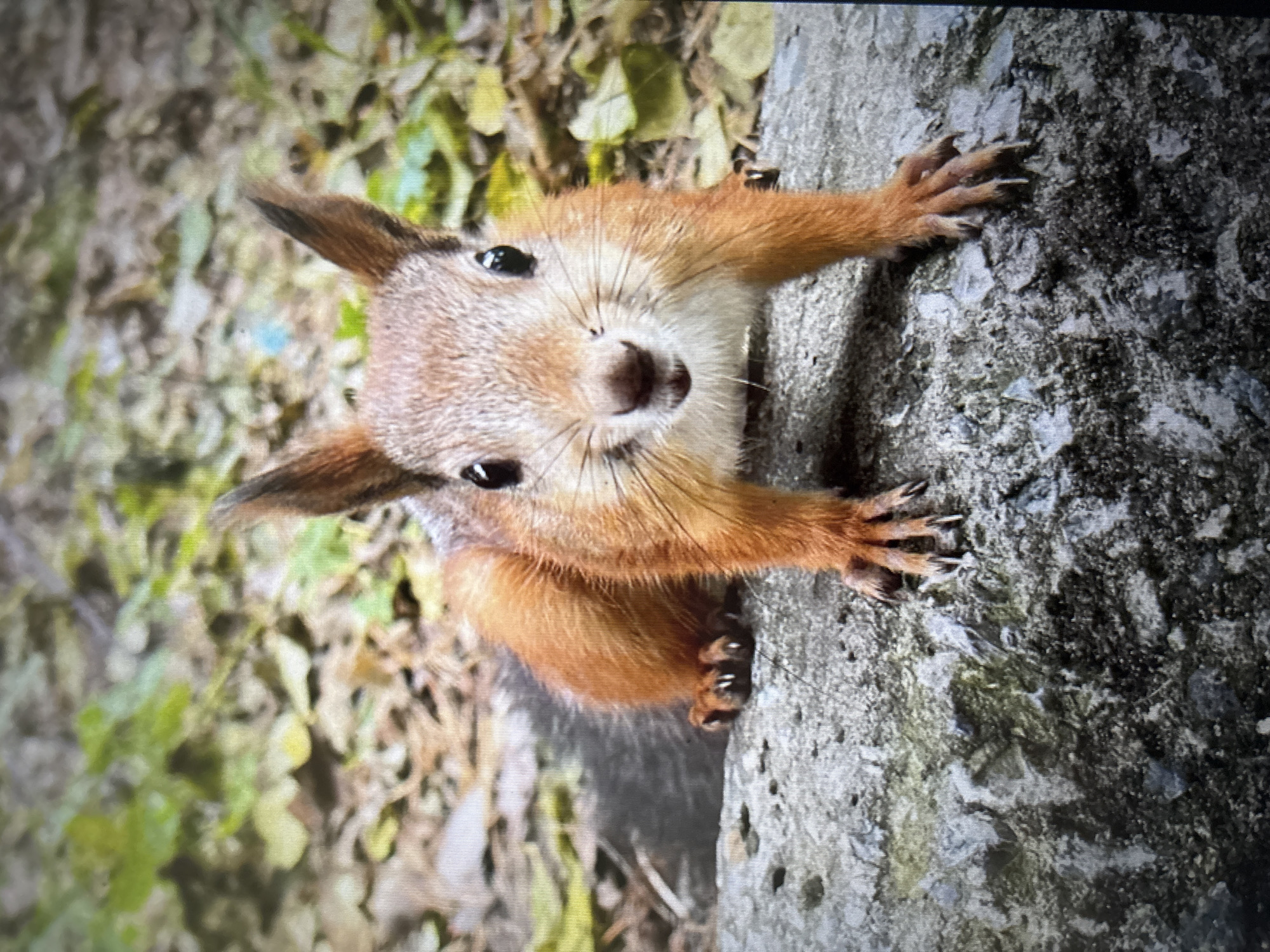 A red squirrel with alert, dark eyes and pointed ears is perched on a rough, gray concrete surface. The squirrel is facing the camera, its front paws splayed forward, revealing sharp claws. Its fur is a warm reddish-brown. The background consists of fallen leaves and foliage, suggesting an outdoor, possibly park-like, environment. The overall impression is one of a close-up wildlife photograph.