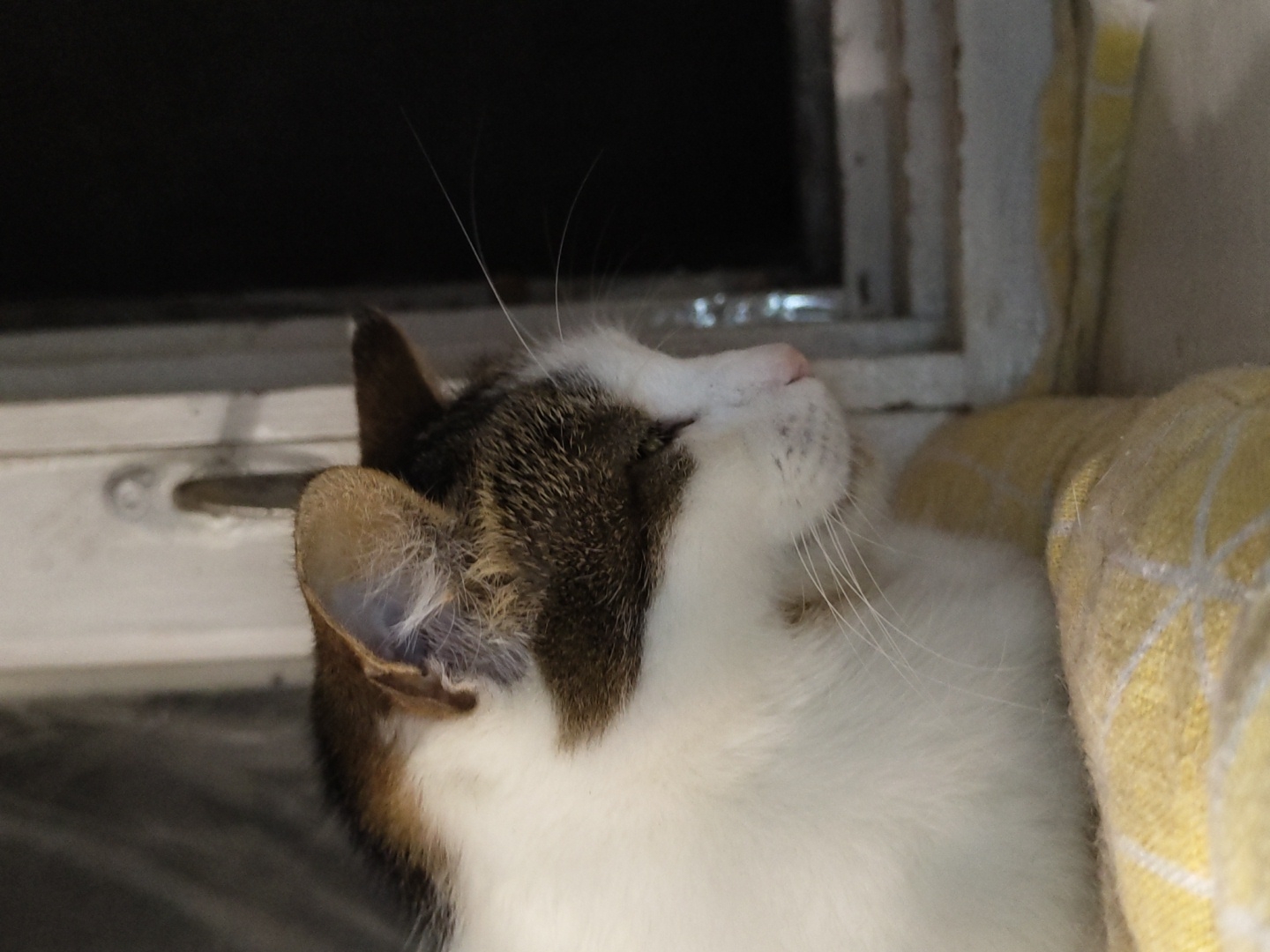 A medium shot captures a cat in profile, looking down and to the right. The cat's fur is white with brown and black markings on its head and back. Its eyes are closed, and its nose is pink. The cat is resting on a yellow and white checkered cloth, which is on a windowsill. The windowsill appears to be made of white wood and is part of a window frame. A dark opening is visible to the right of the cat. The background is out of focus and dark. The overall scene suggests a relaxed or sleeping pet.