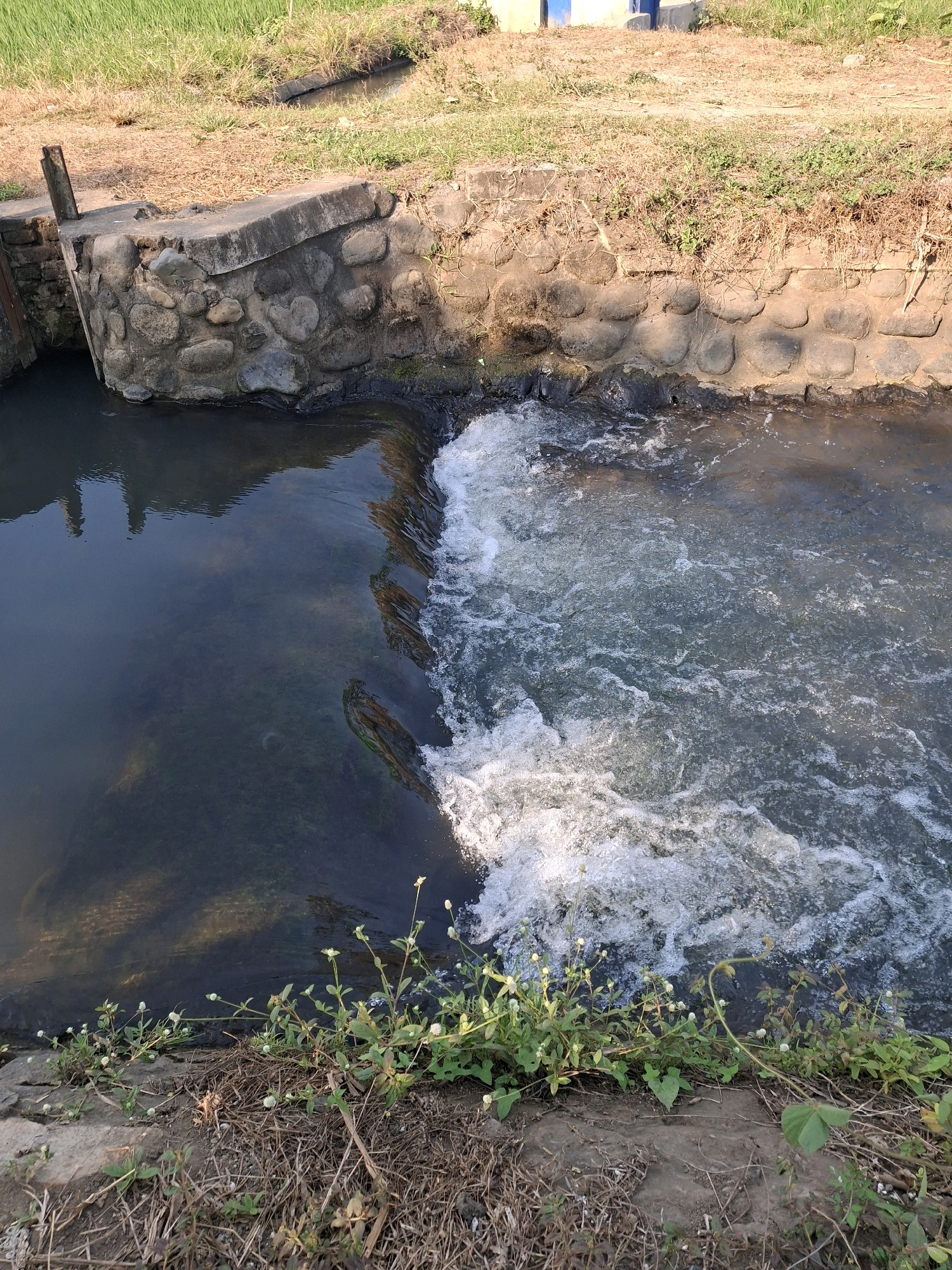 The image depicts a small, artificial waterfall or spillway in a canal or drainage ditch. The water is flowing from a darker, calmer pool on the left to a more turbulent, whitewater section on the right, indicating a drop in elevation. The canal banks are lined with rough-hewn stones and concrete structures, with some vegetation, including small plants with white flowers, growing along the edges. In the background, a patch of dry grass and greenery is visible, with glimpses of what appear to be buildings, possibly related to agricultural infrastructure or a facility, suggesting a rural or semi-urban setting. The scene captures a moment of water flow and the surrounding man-made and natural elements of the environment. The image is likely taken in Rogotrunan, Indonesia, given the context provided.
